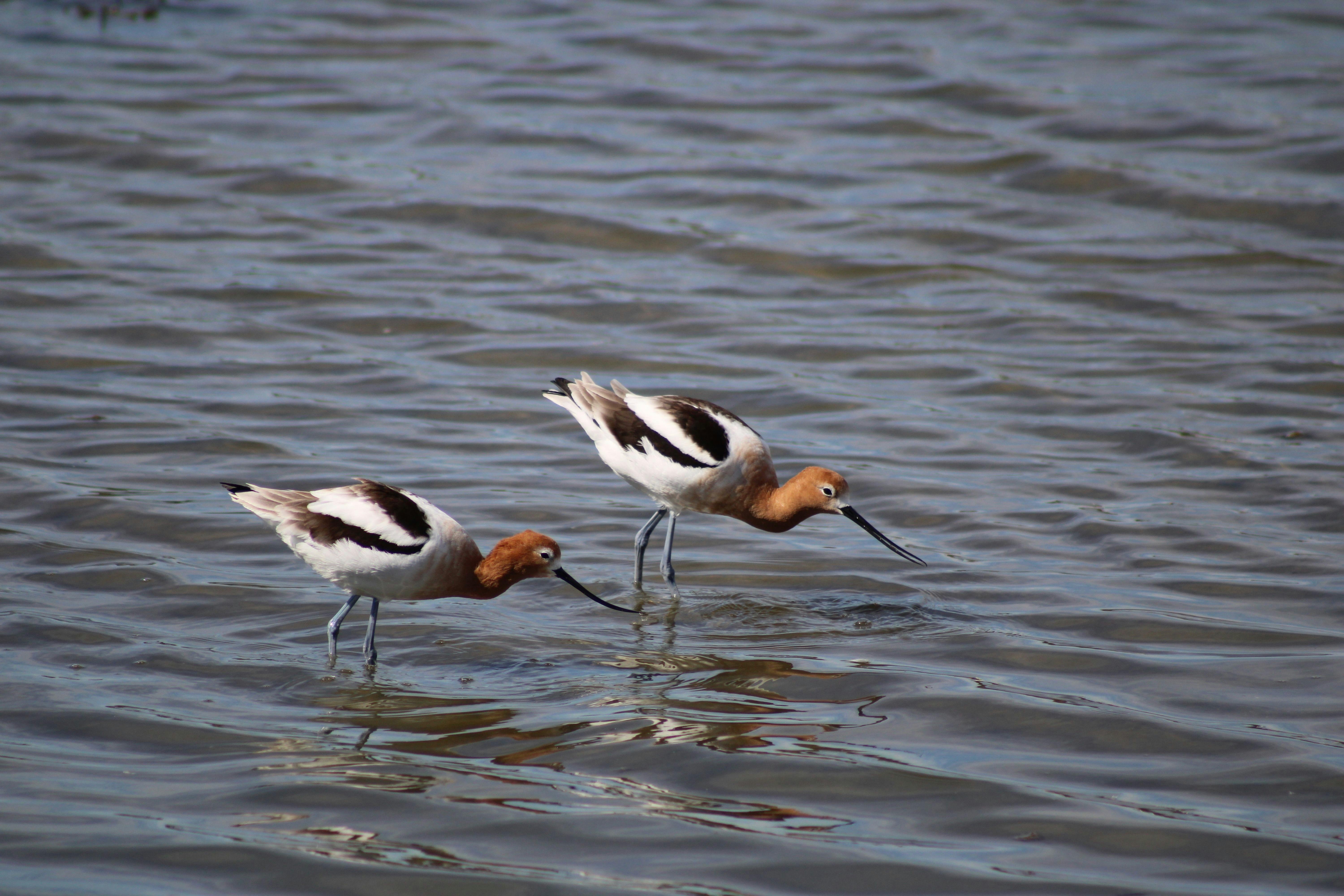 american avocet