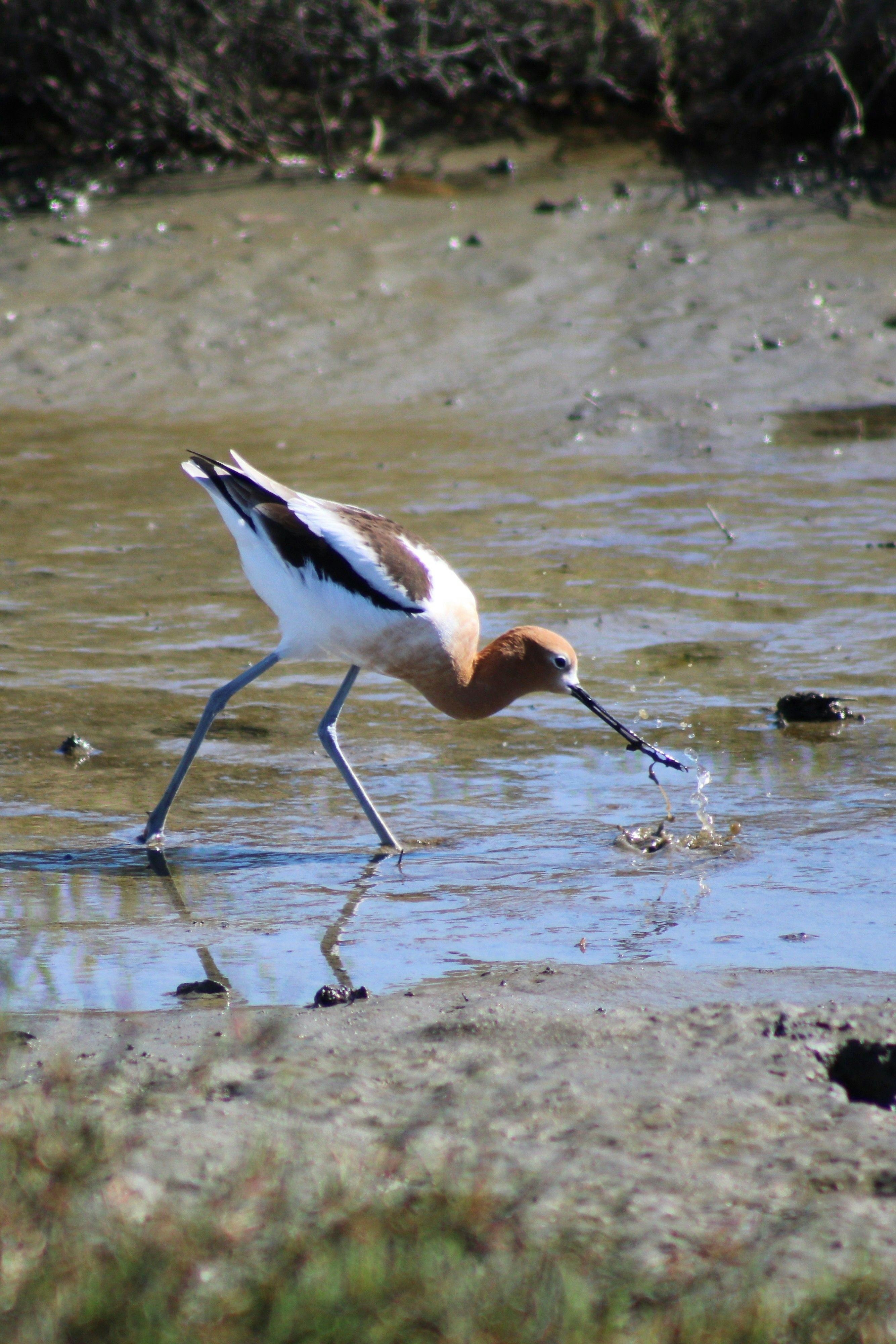 avocet eating
