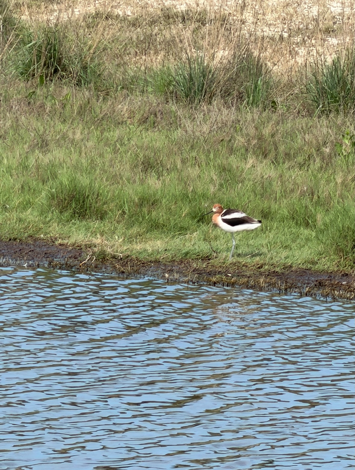american avocet