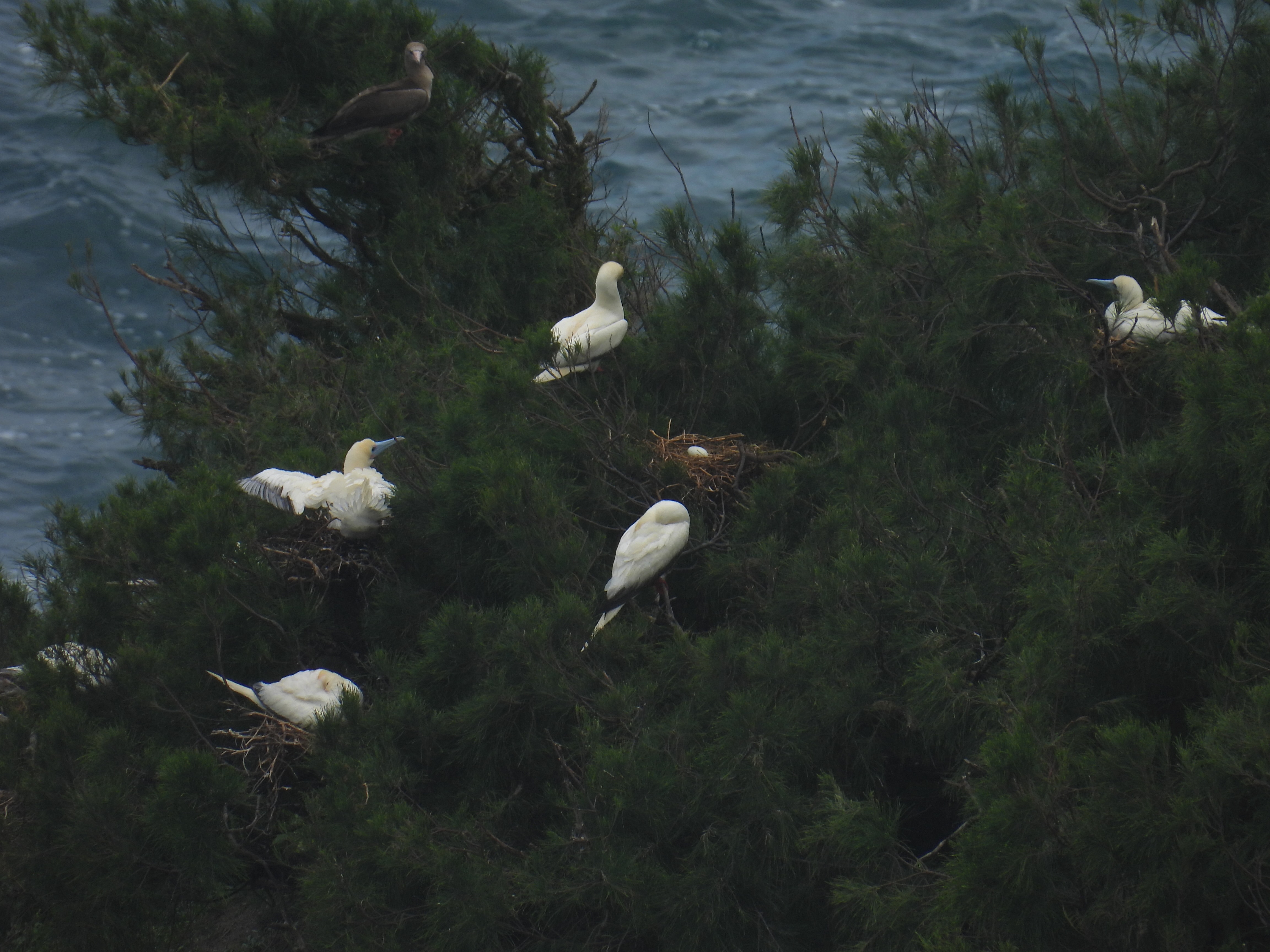 red-footed booby