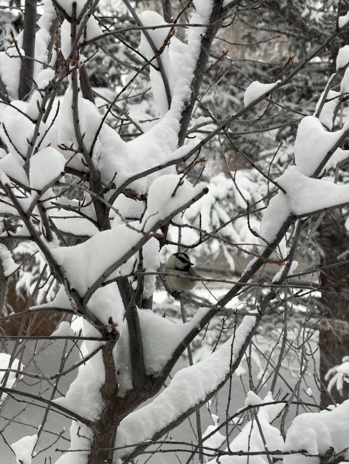 mountain chickadee