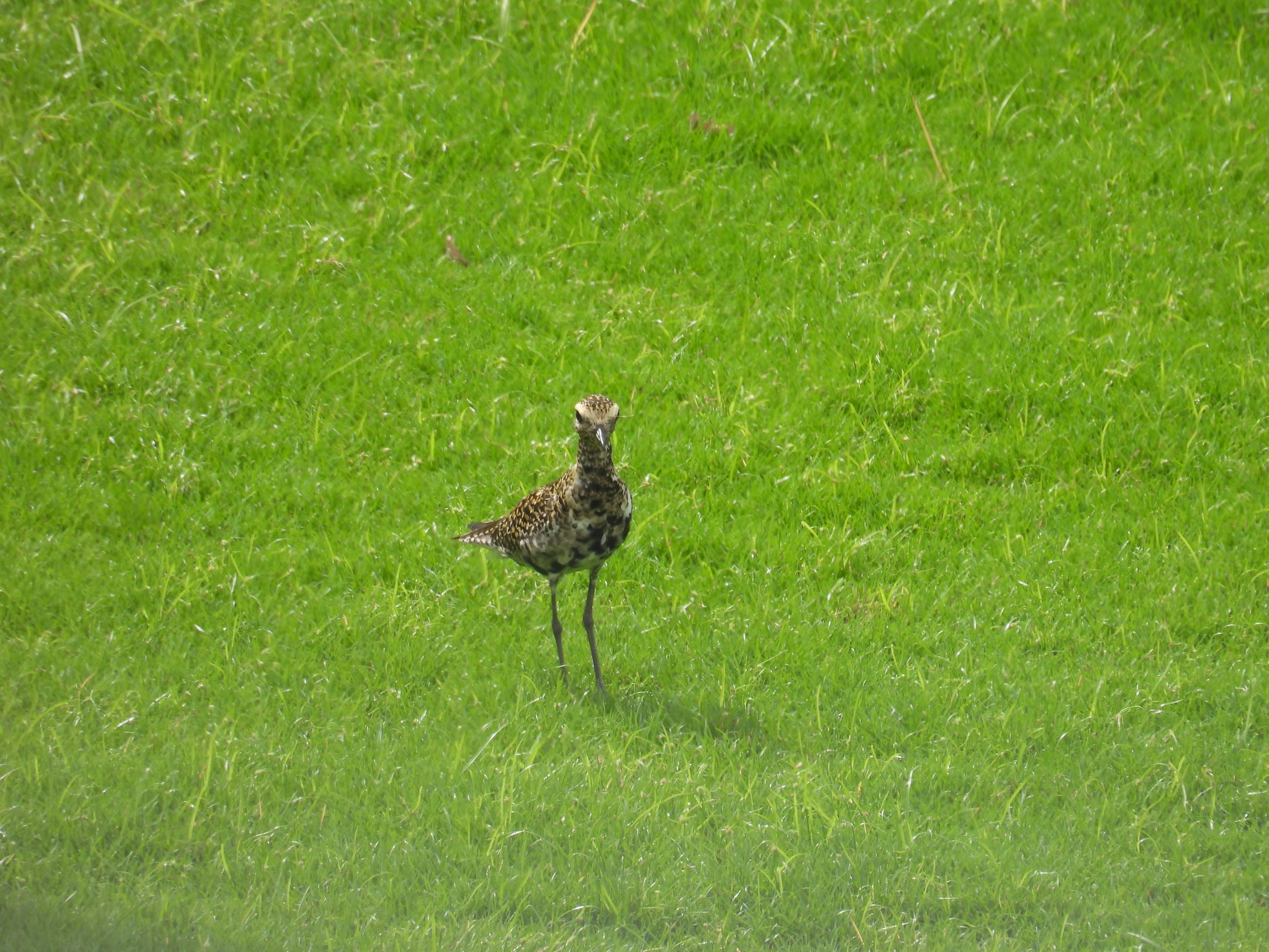 pacific golden plover