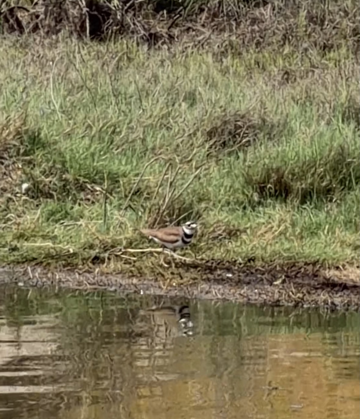 killdeer