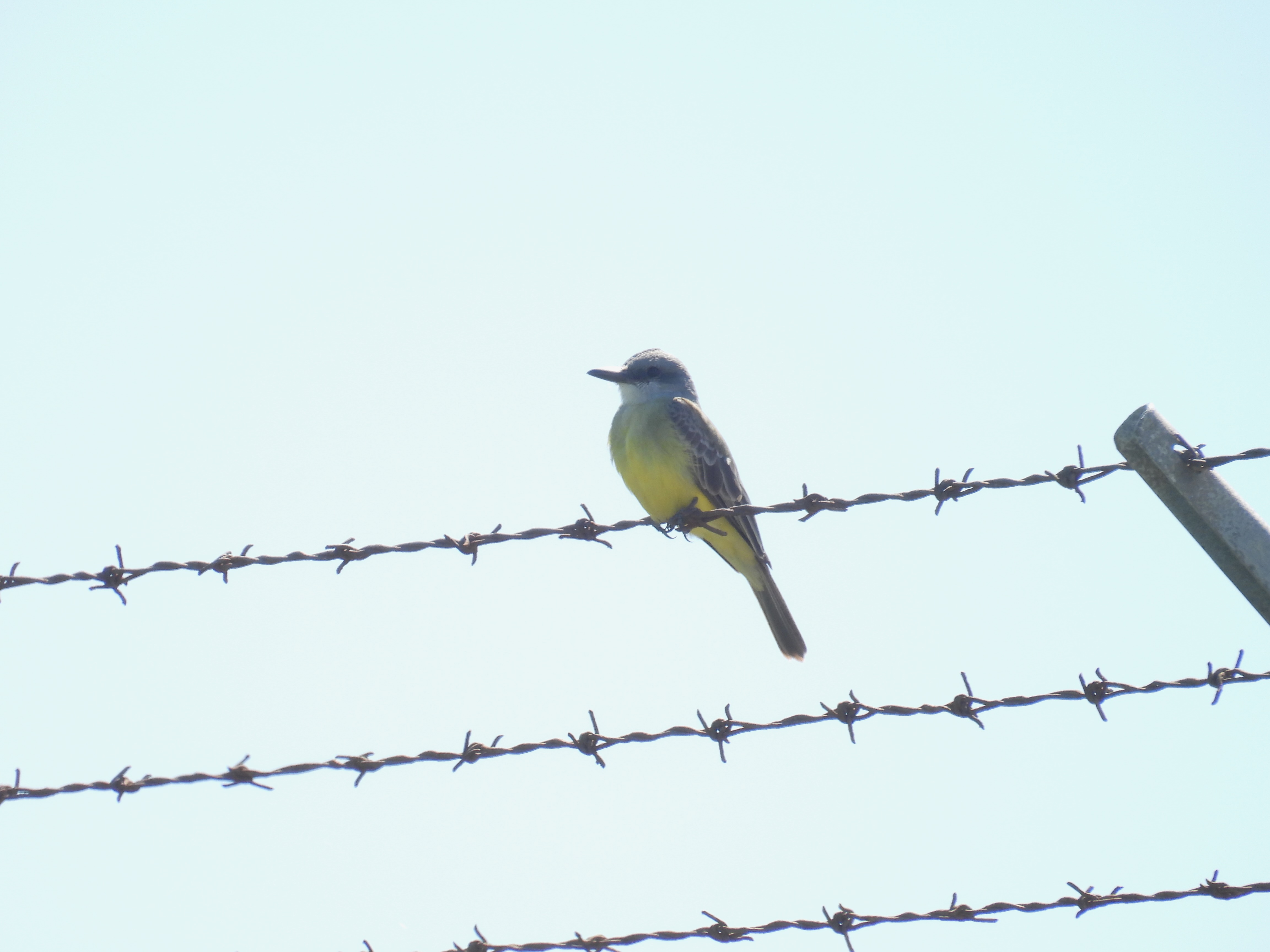 tropical kingbird