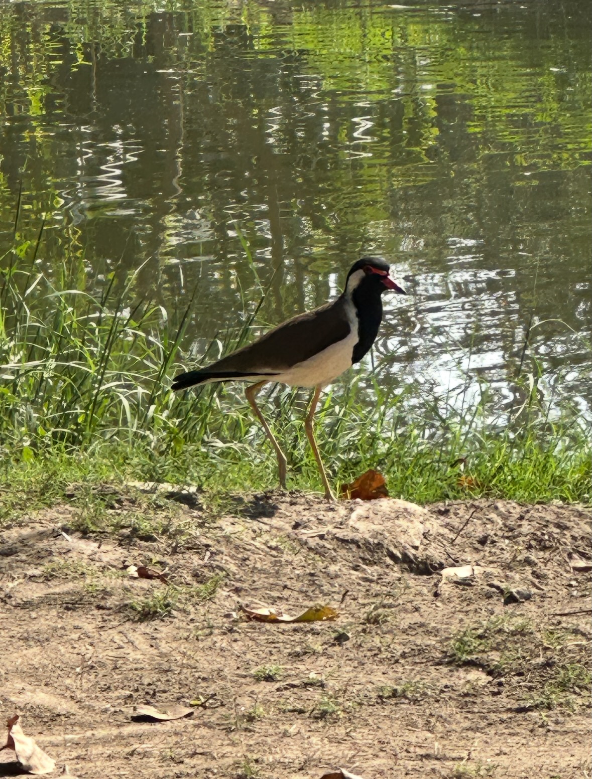 red-wattled lapwing