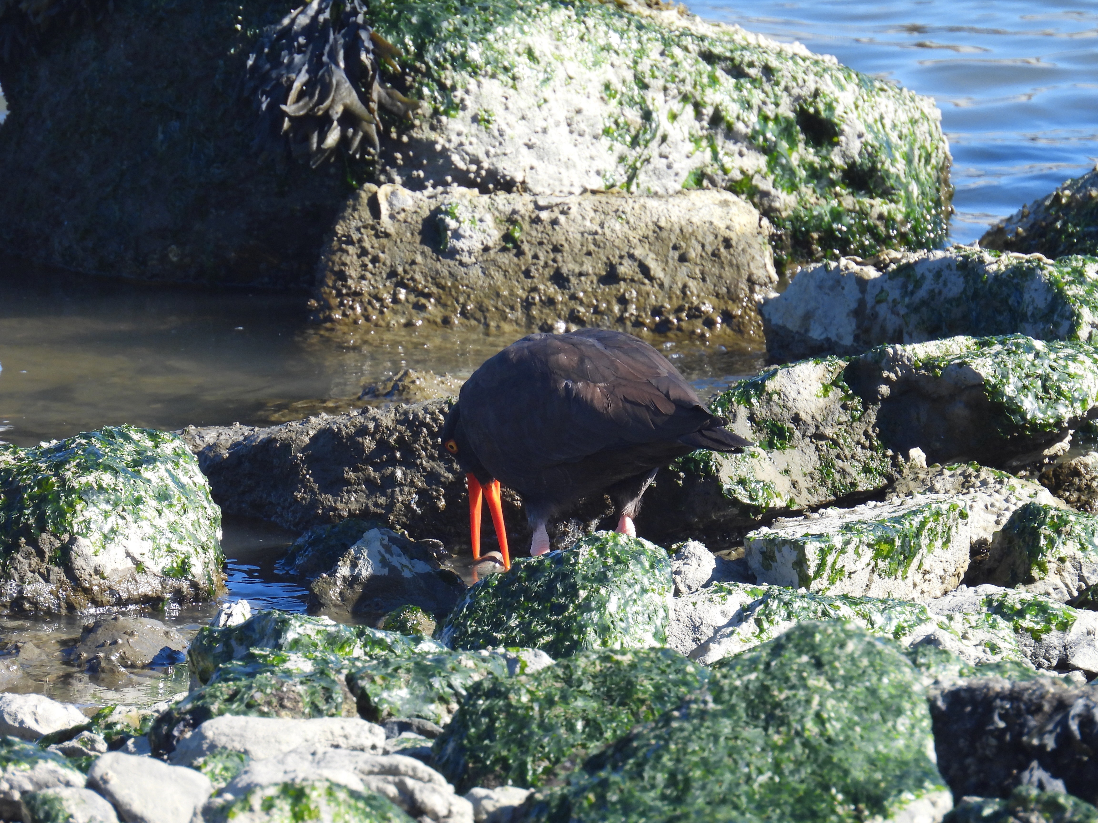 black oystercatcher