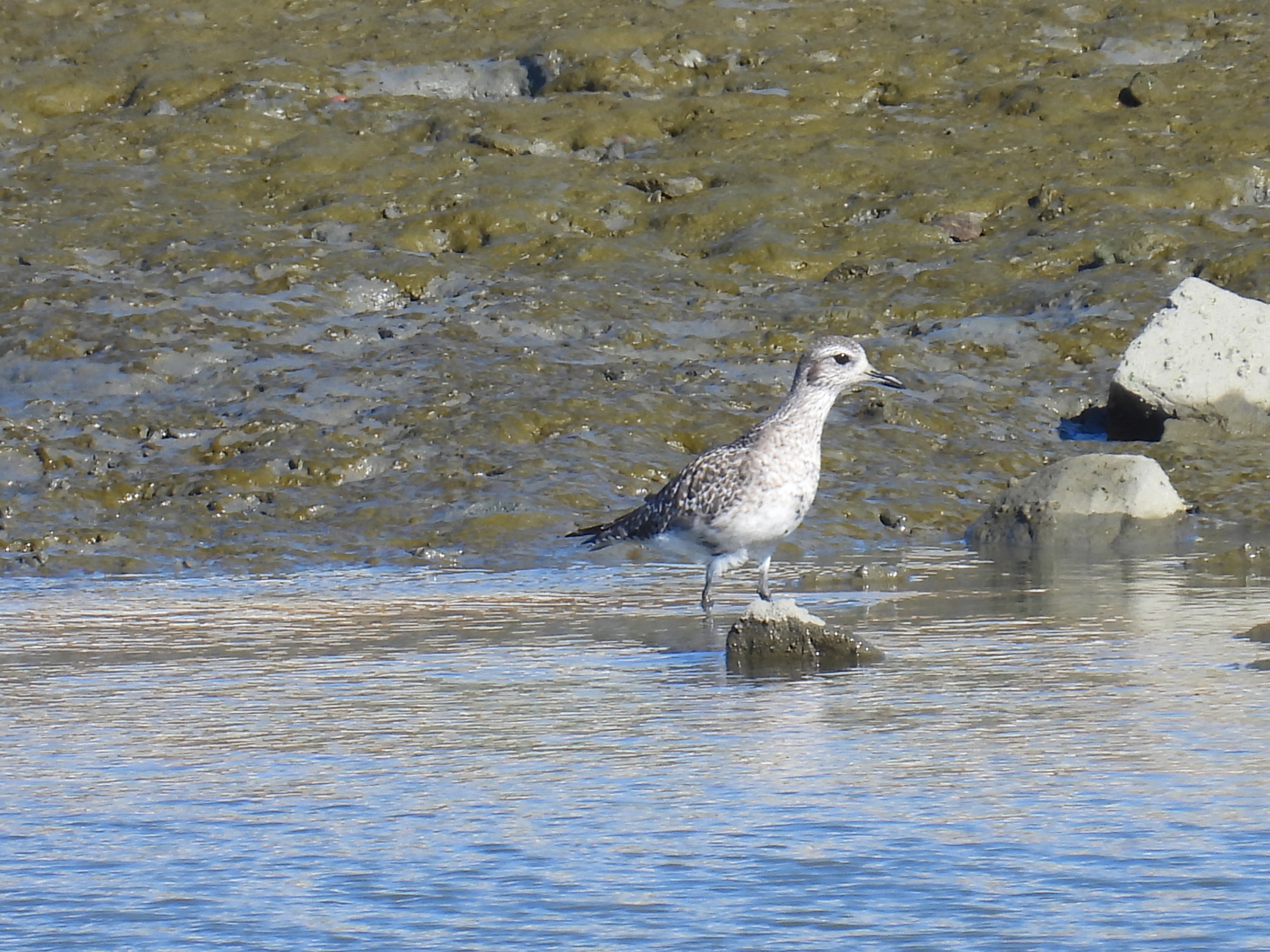 black-bellied plover