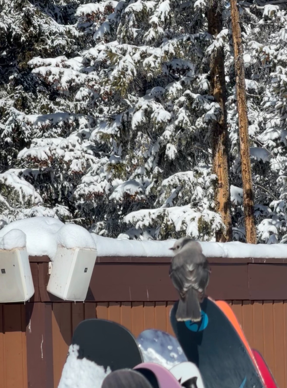 townsend's solitaire