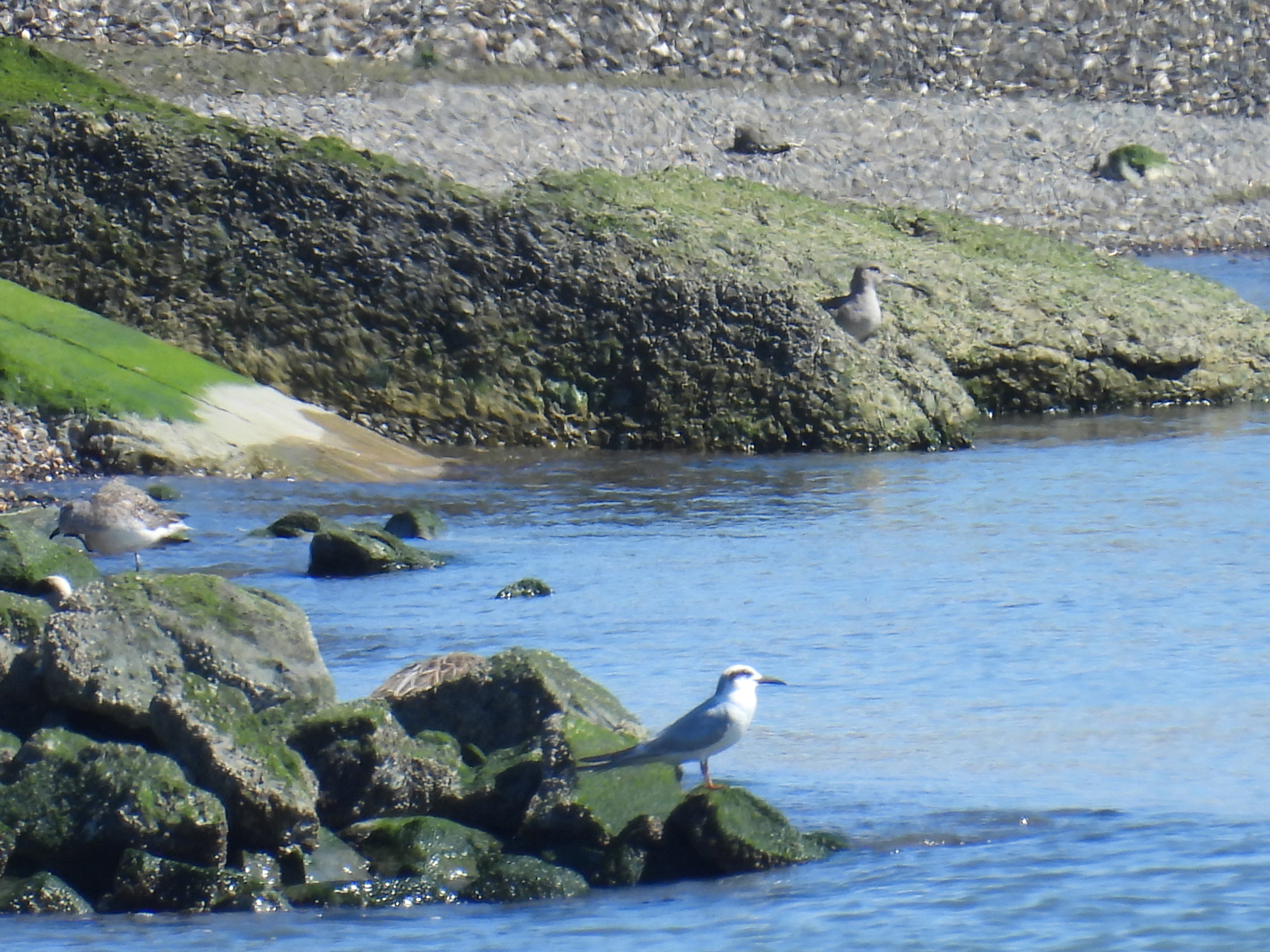 forster's tern