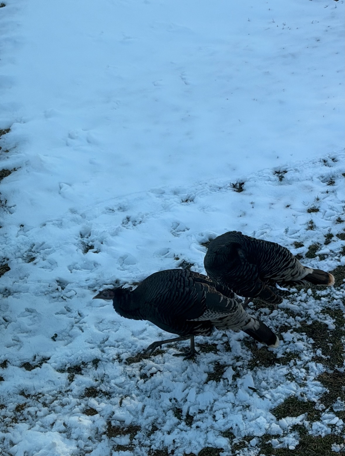 wild turkeys