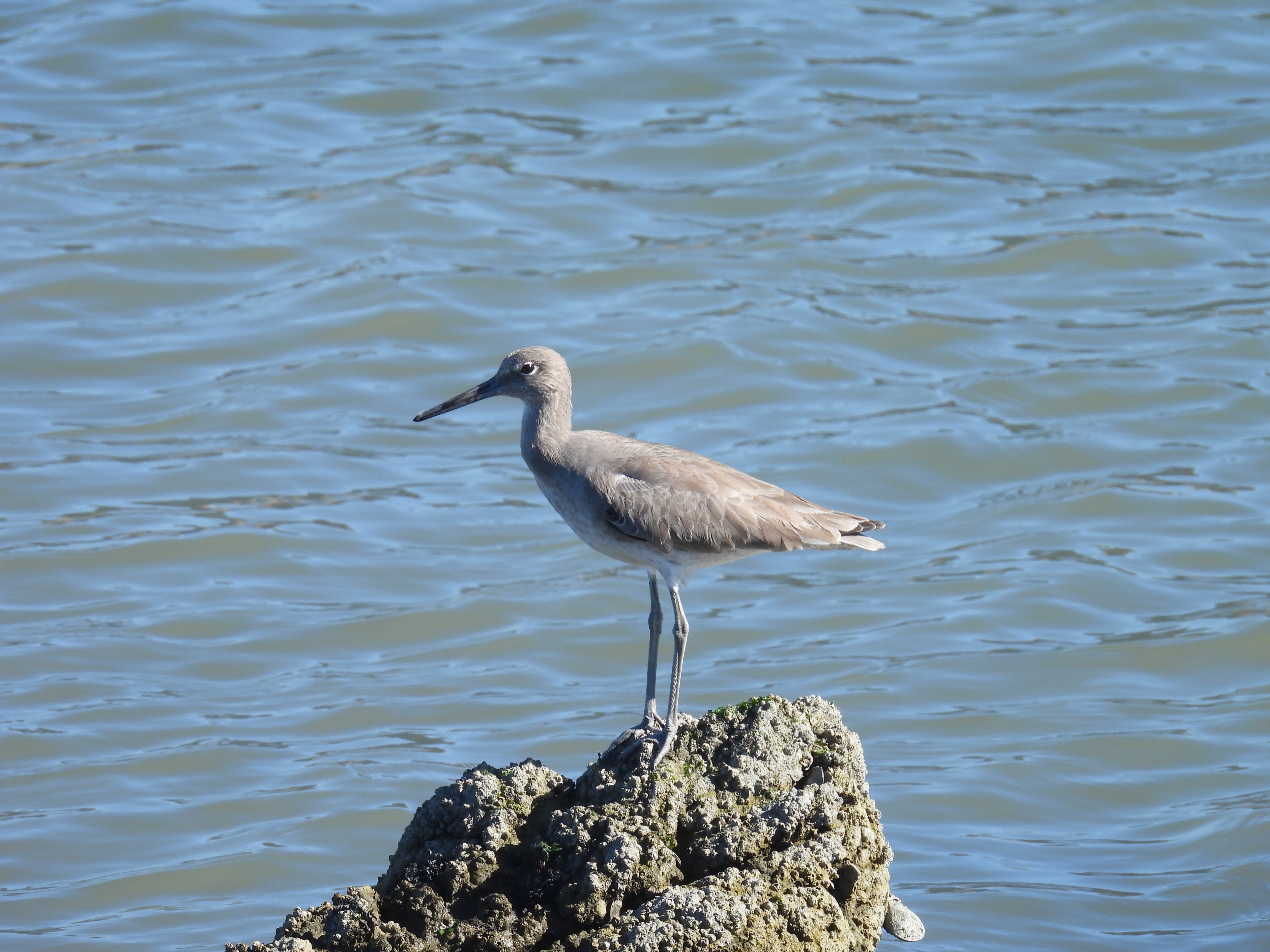 willet