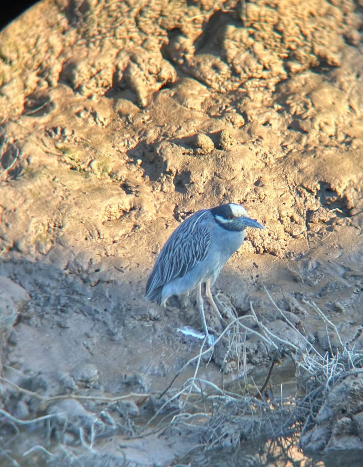 yellow-crowned night heron