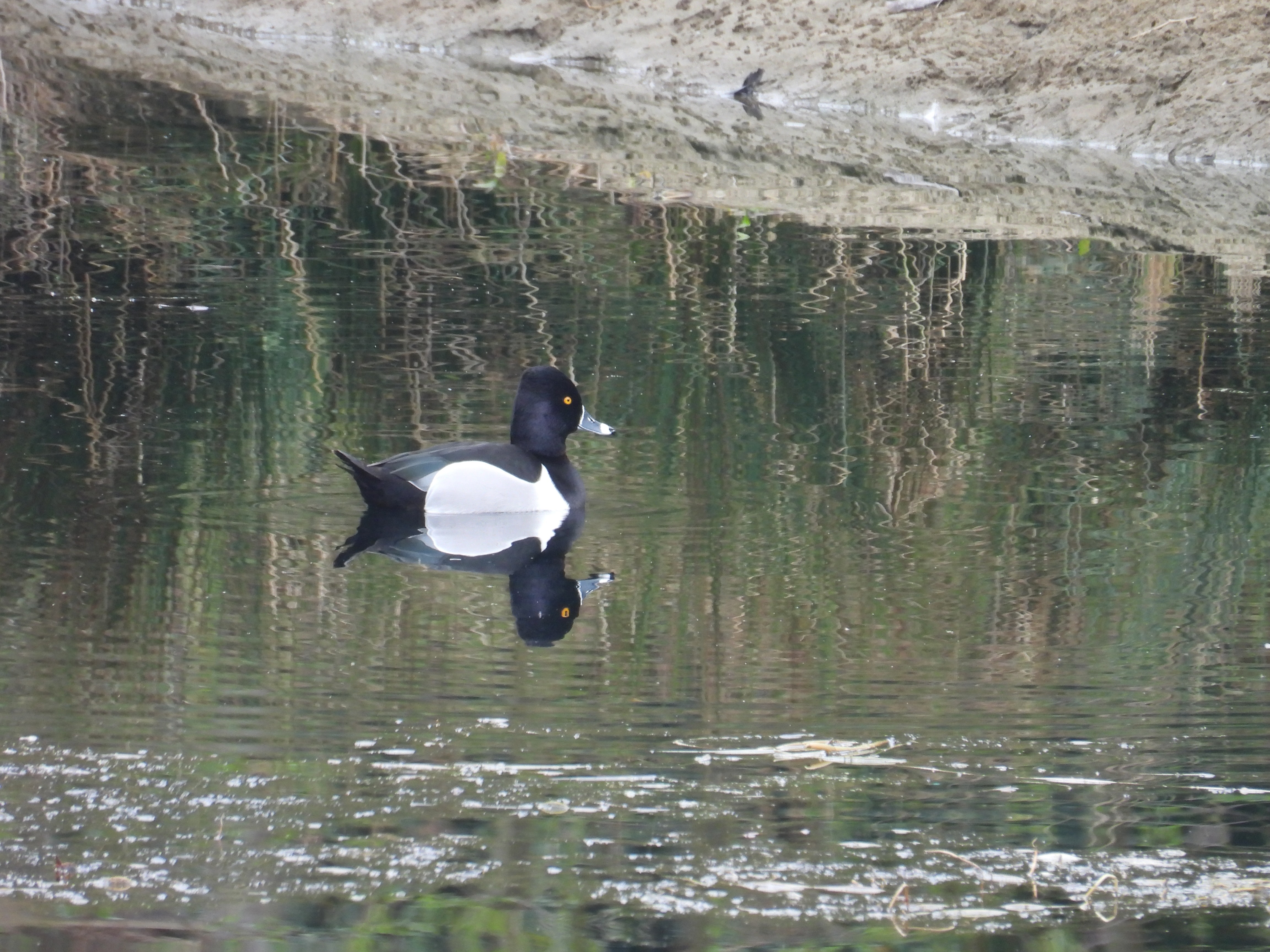 ring-necked duck