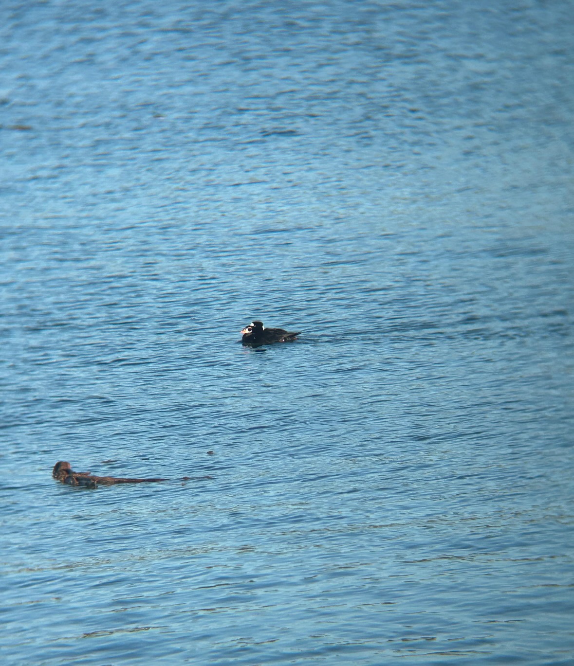 surf scoter