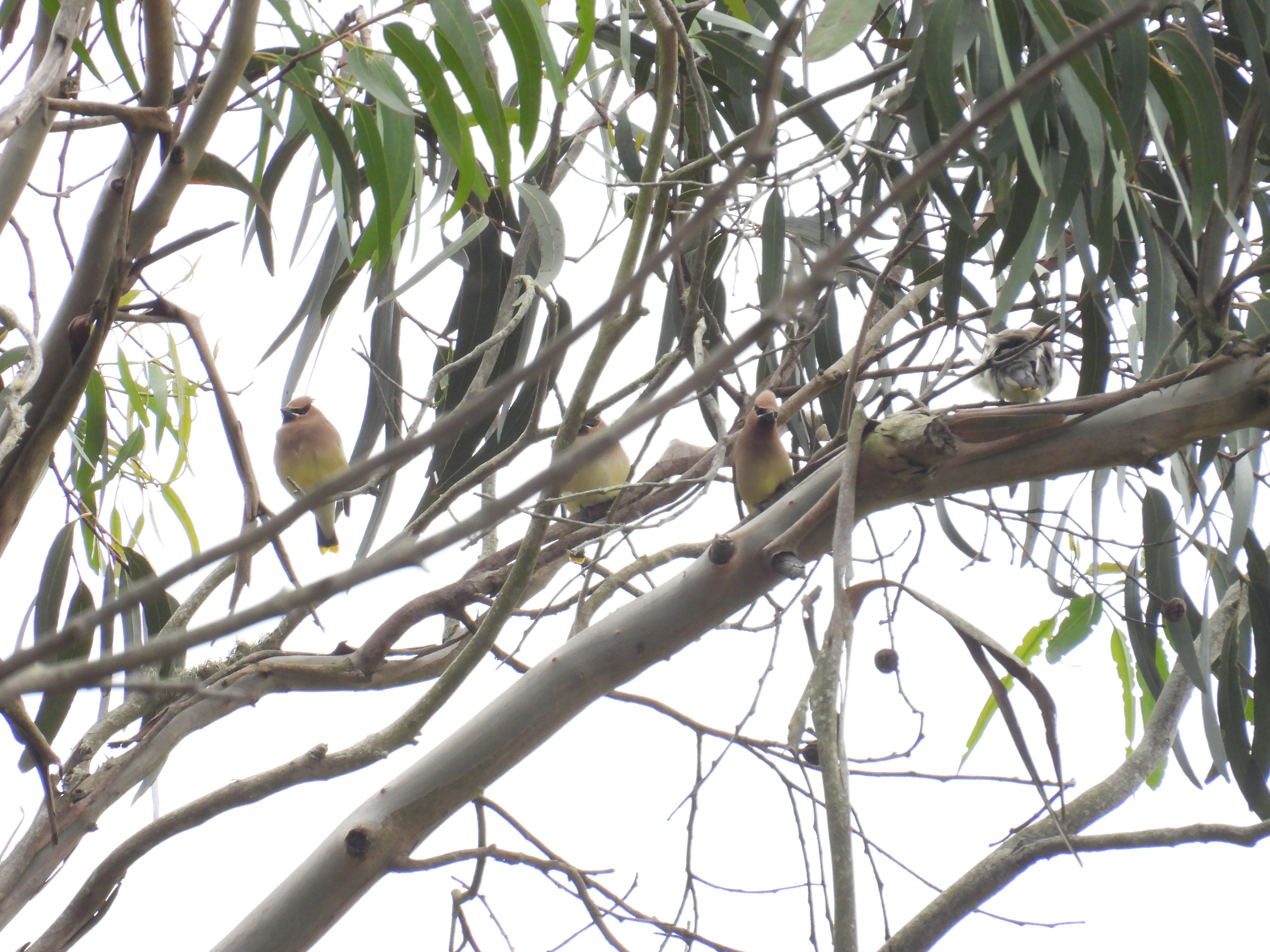 cedar waxwings