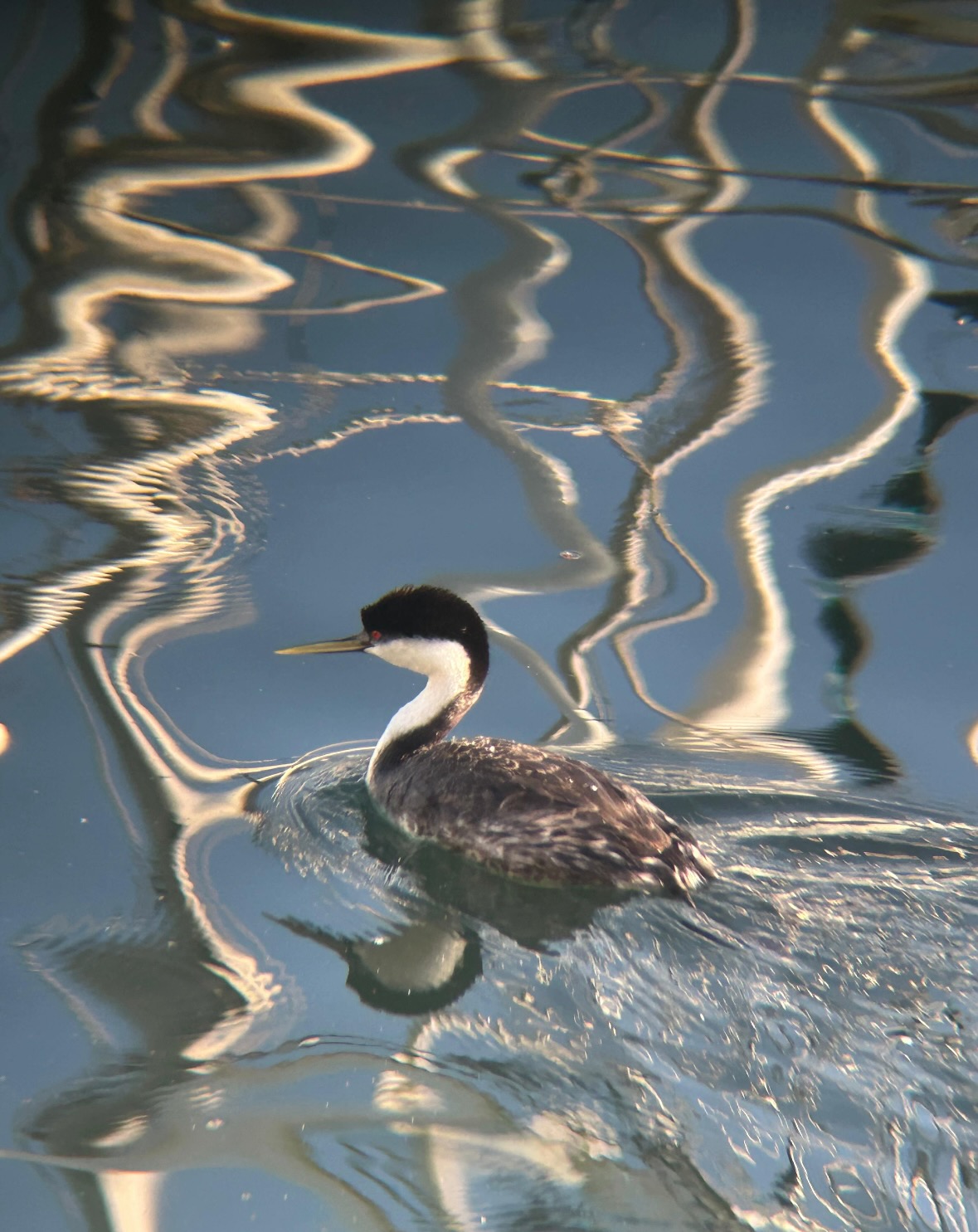 western grebe