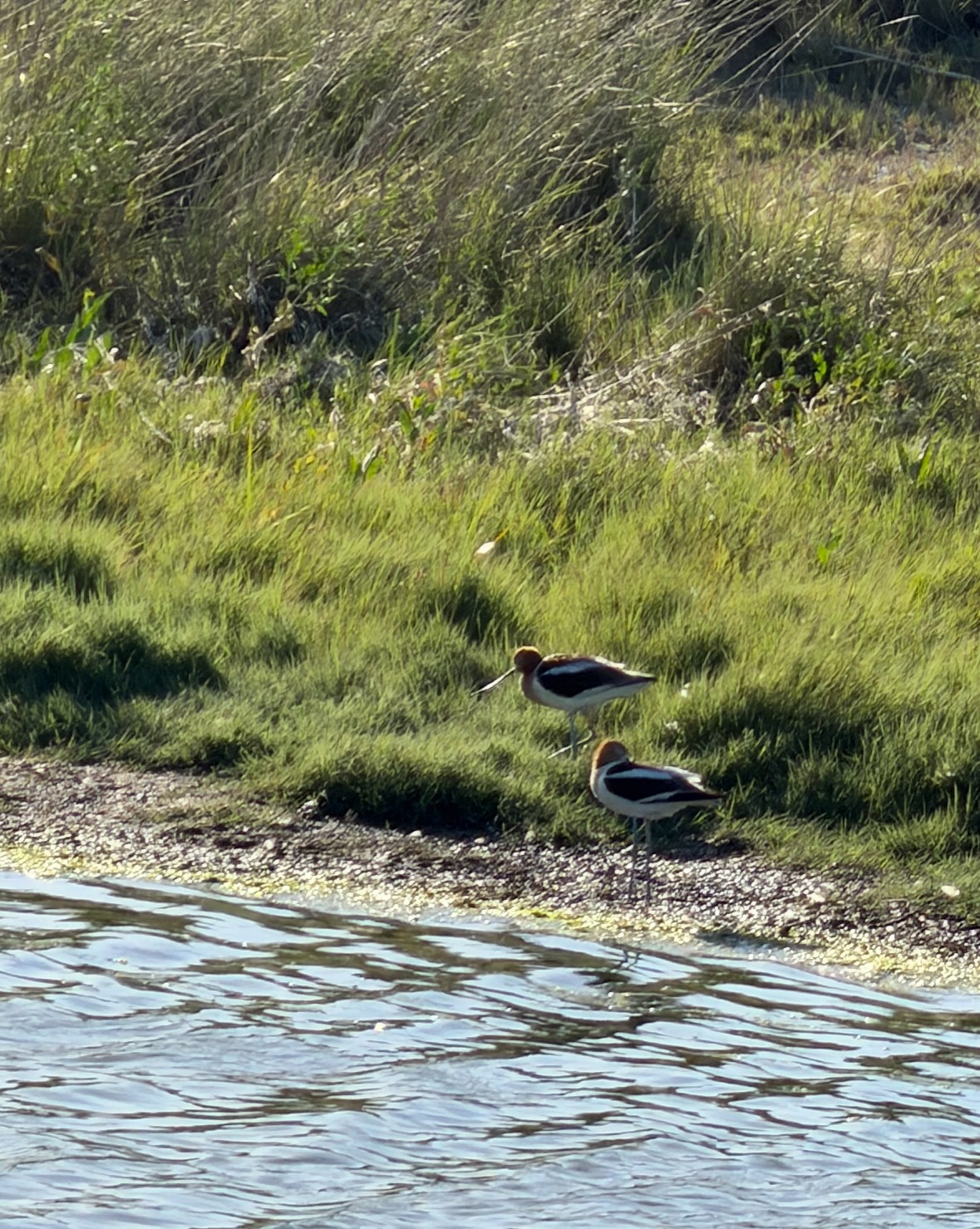 american avocets