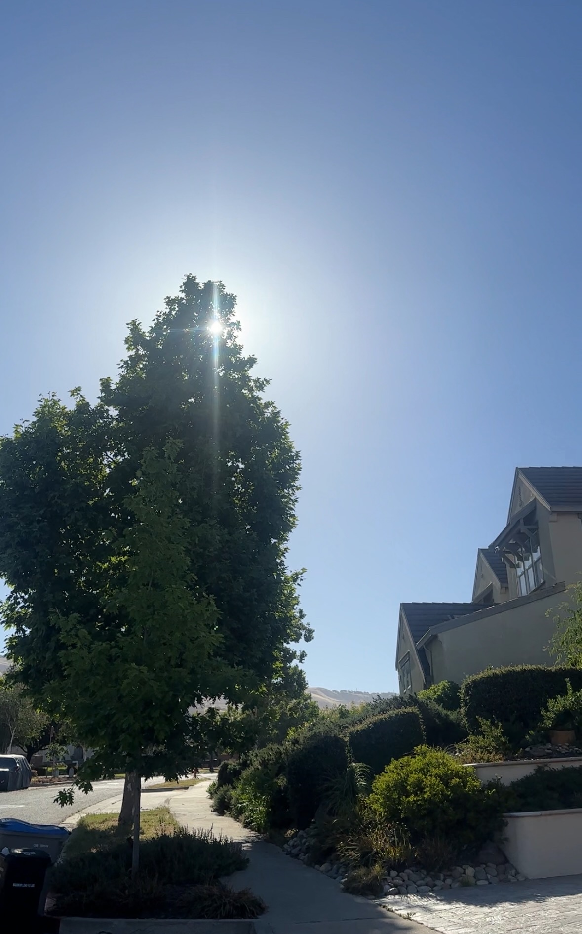 tree with birds