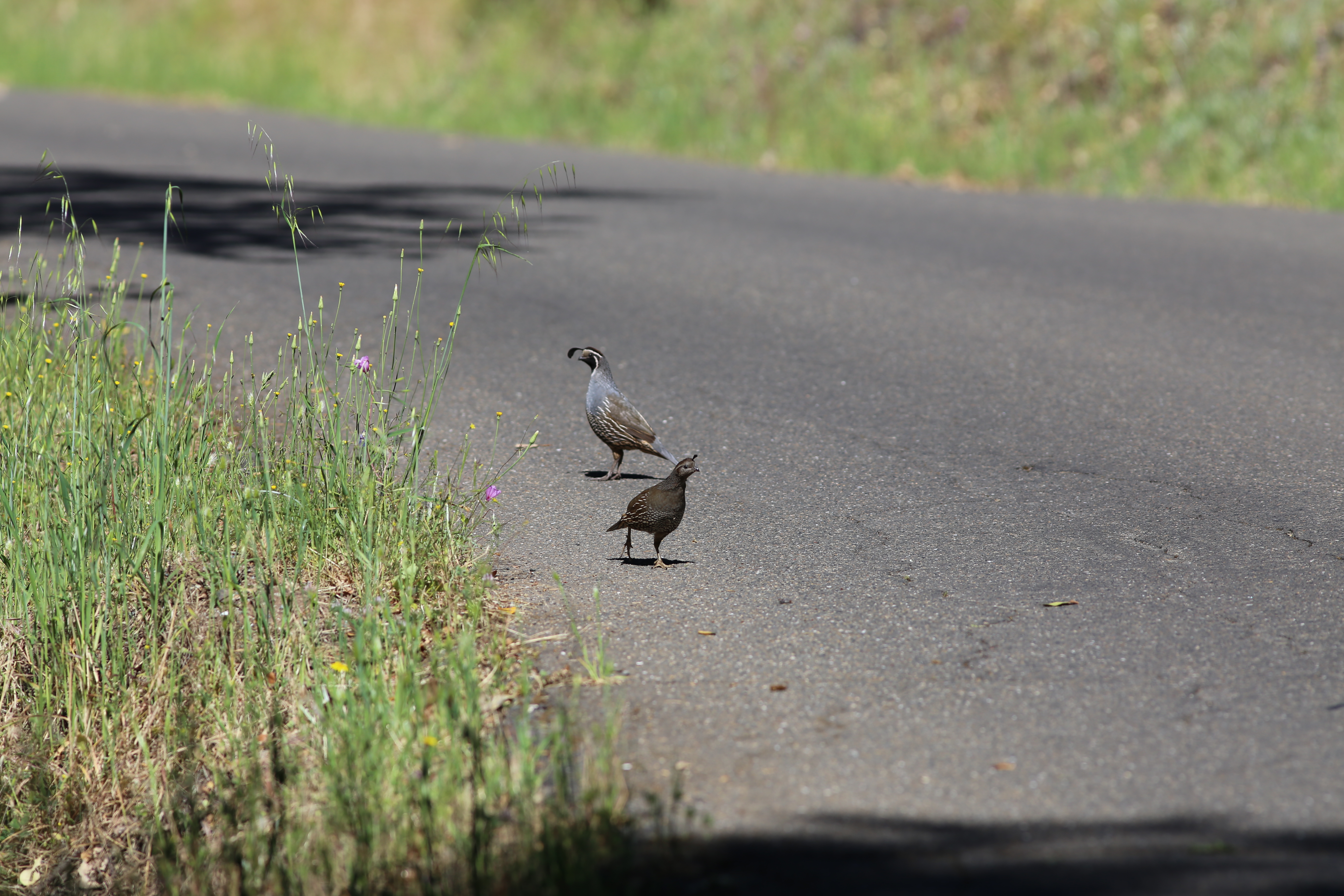 california quail