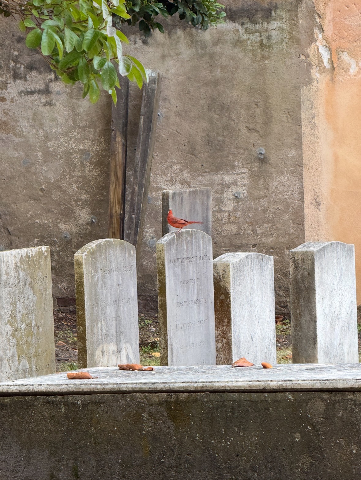 northern cardinal