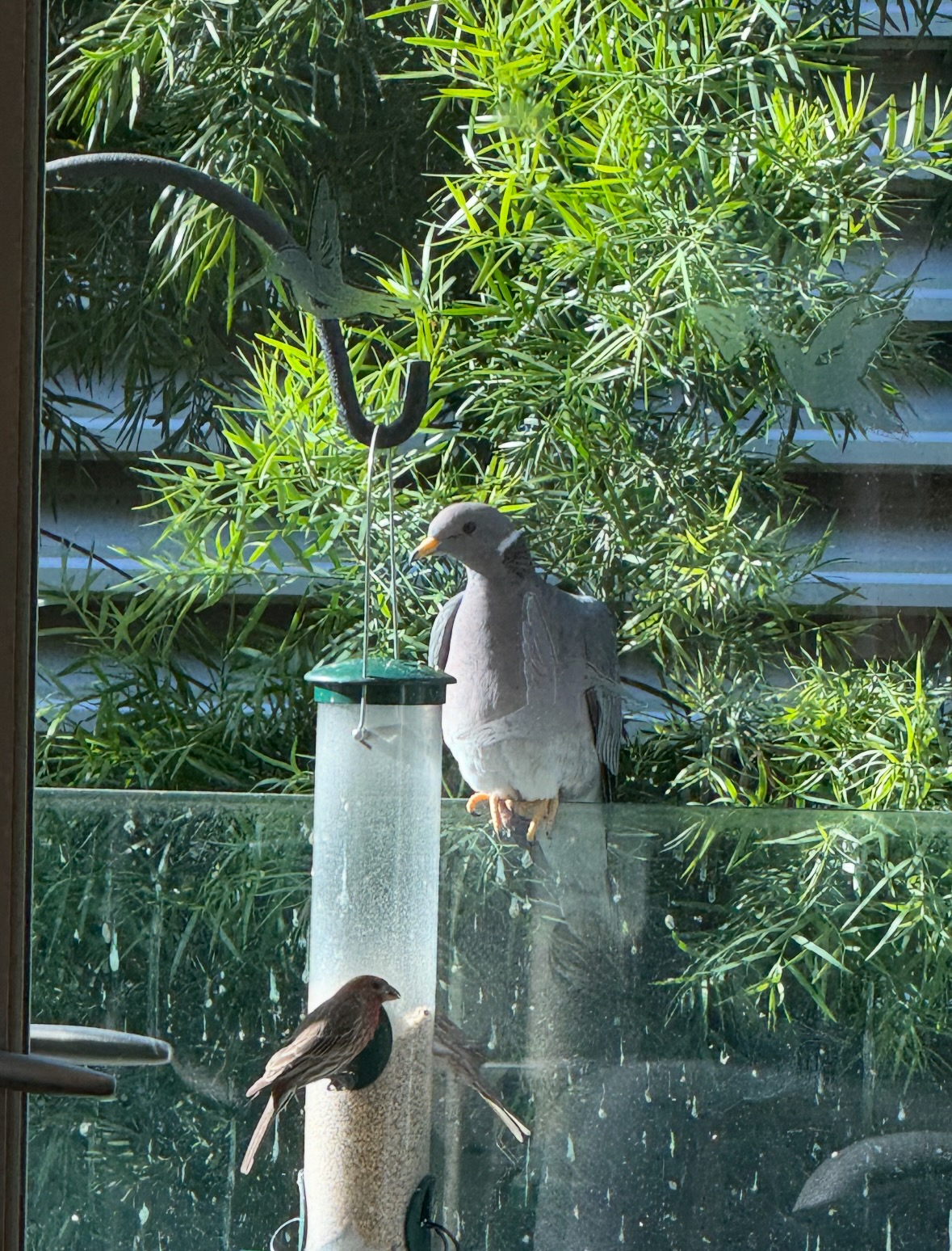 bird feeder