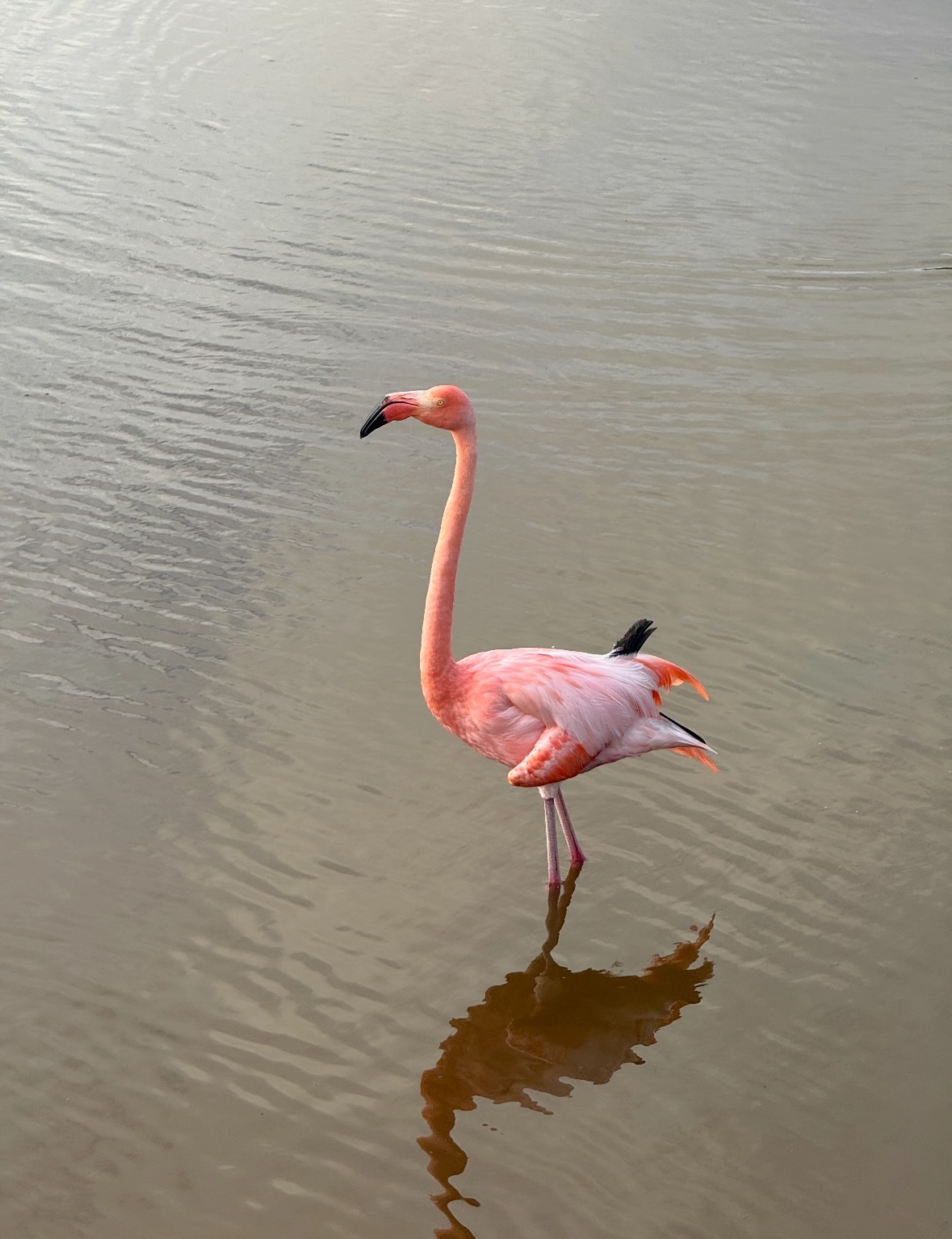 Galapagos flamingo