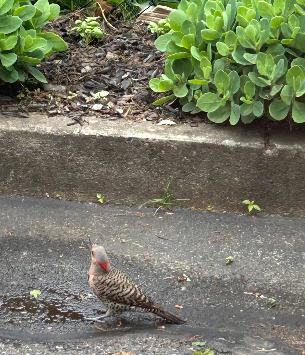 northern flicker