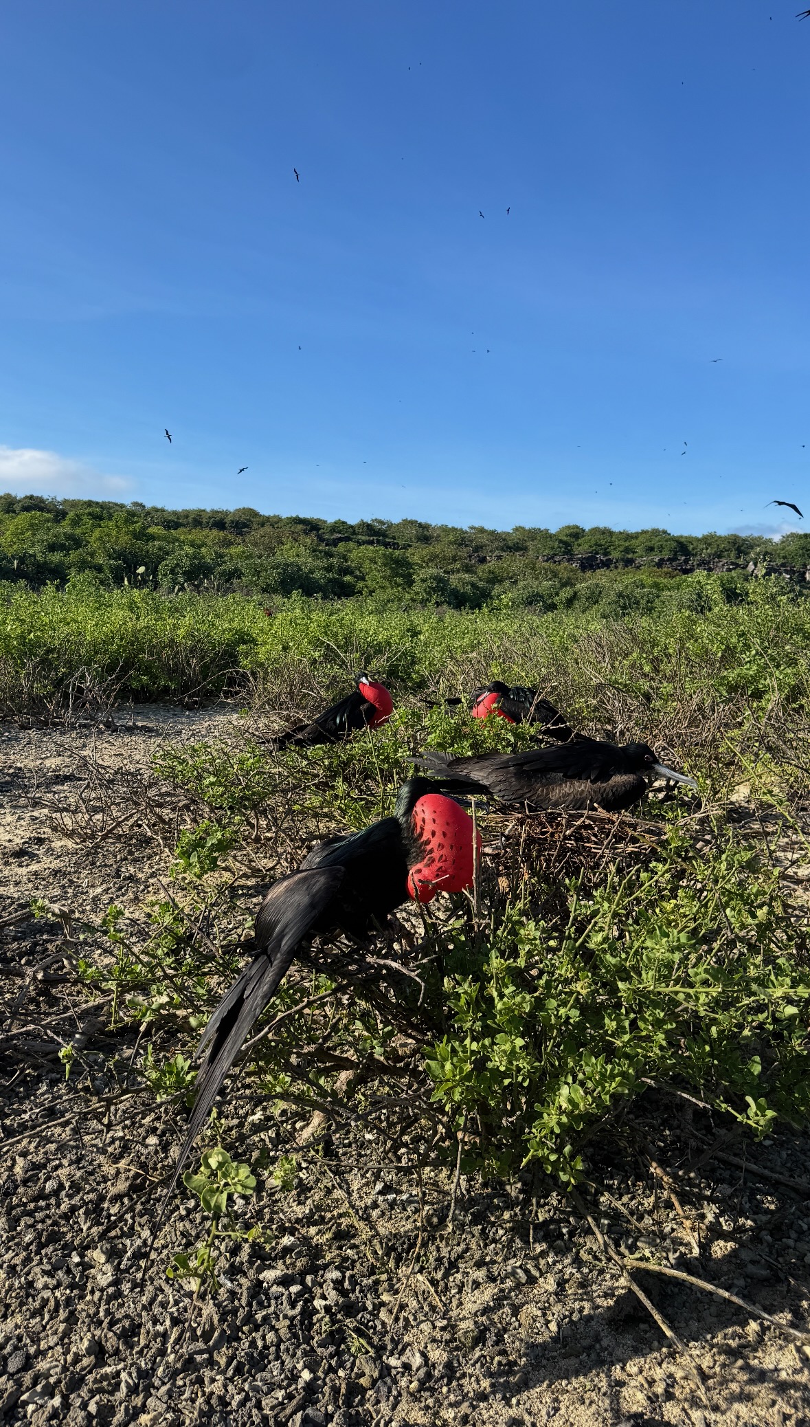 frigatebird