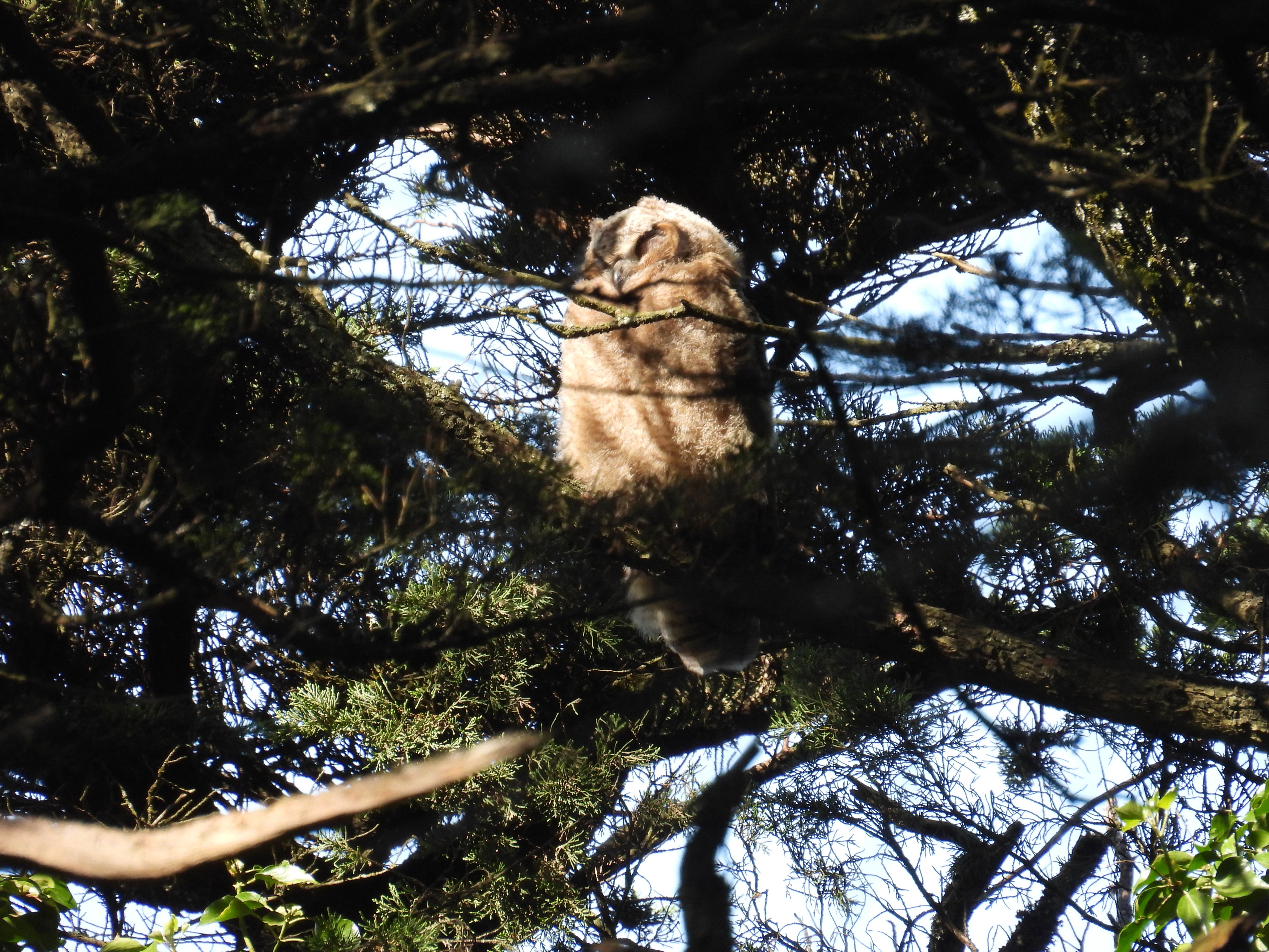 great horned owlet