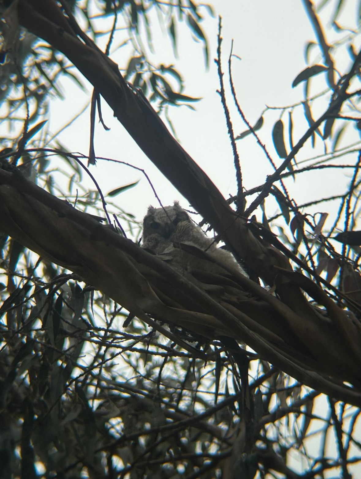 great horned owlet