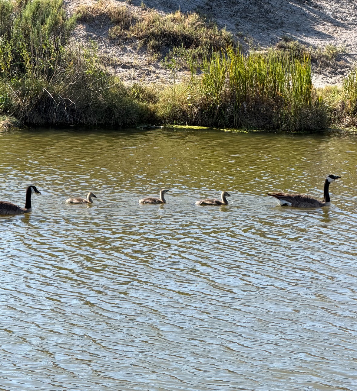 canada goose family