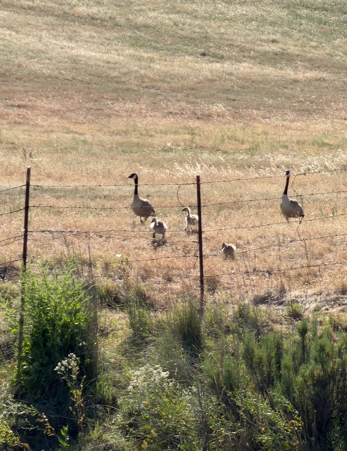 canada goose family