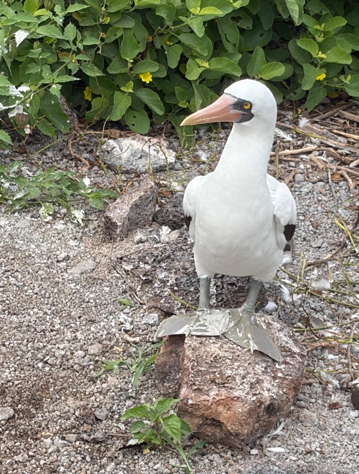Nazca booby