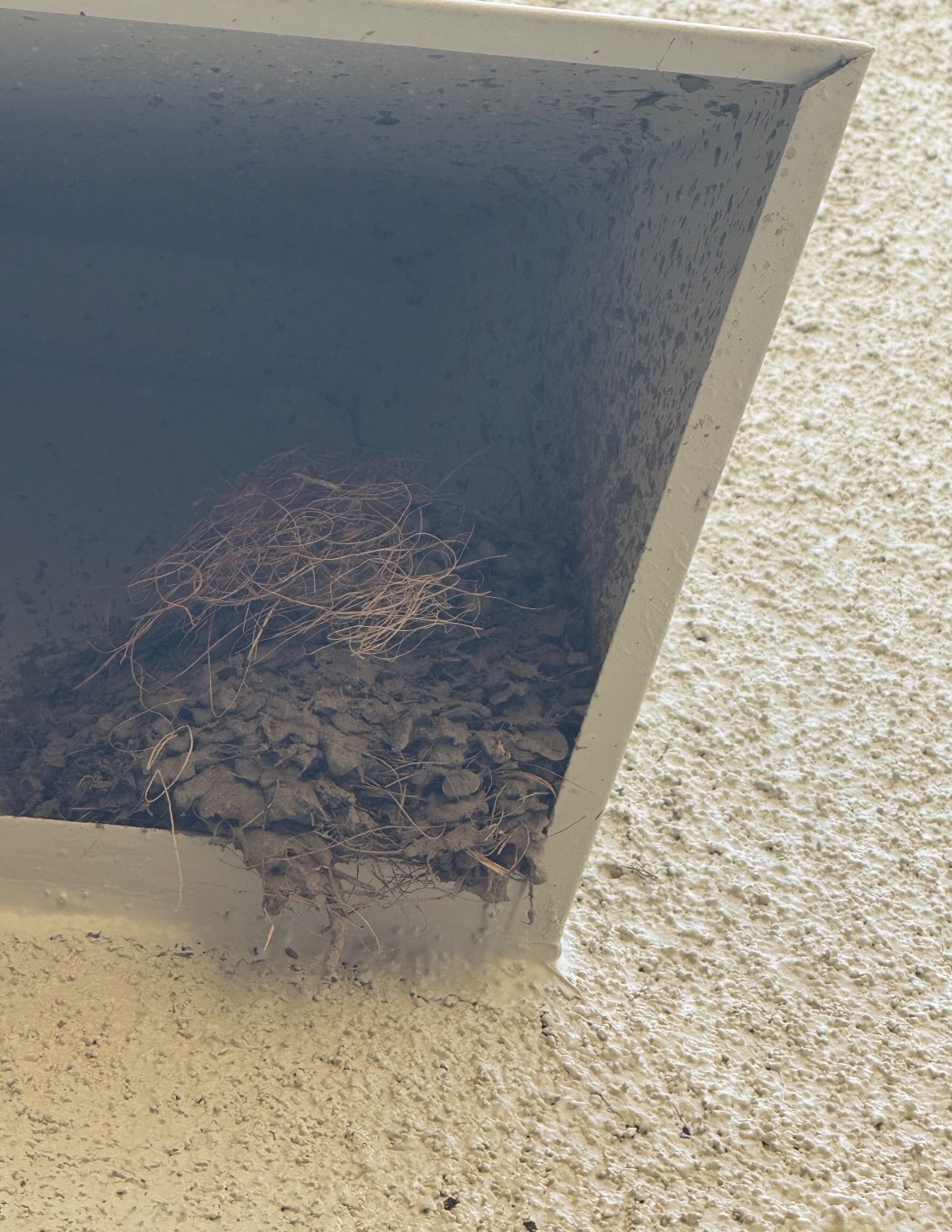 black phoebe nest