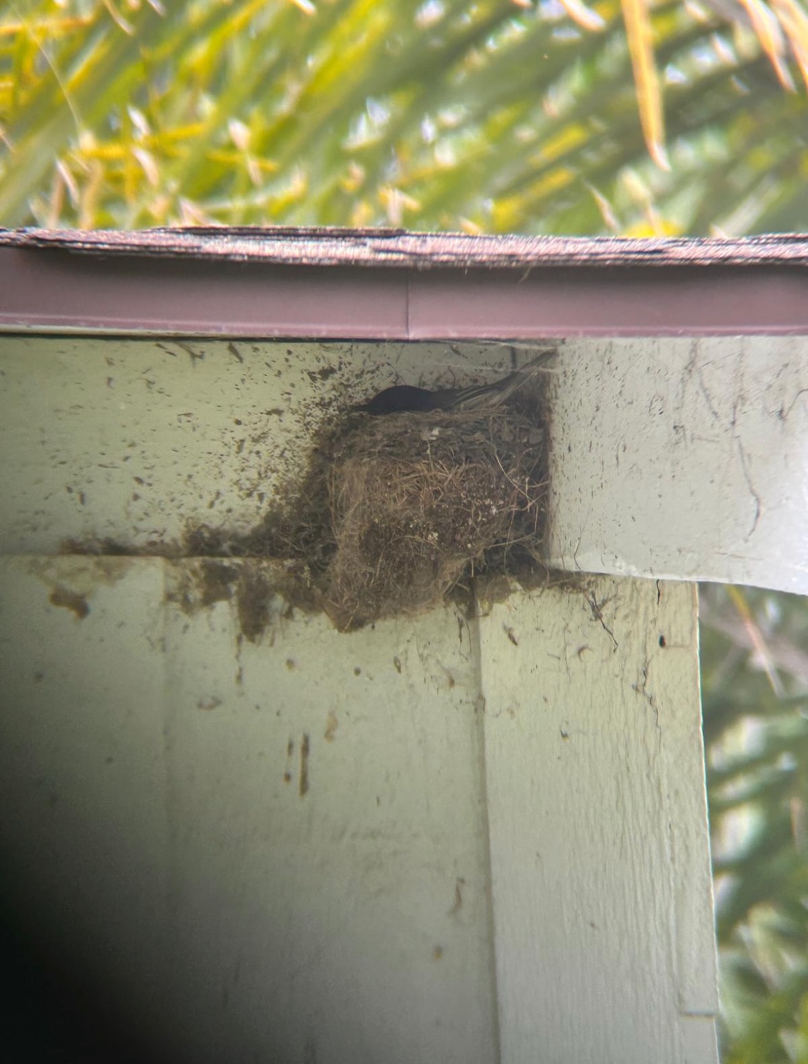 black phoebe nest