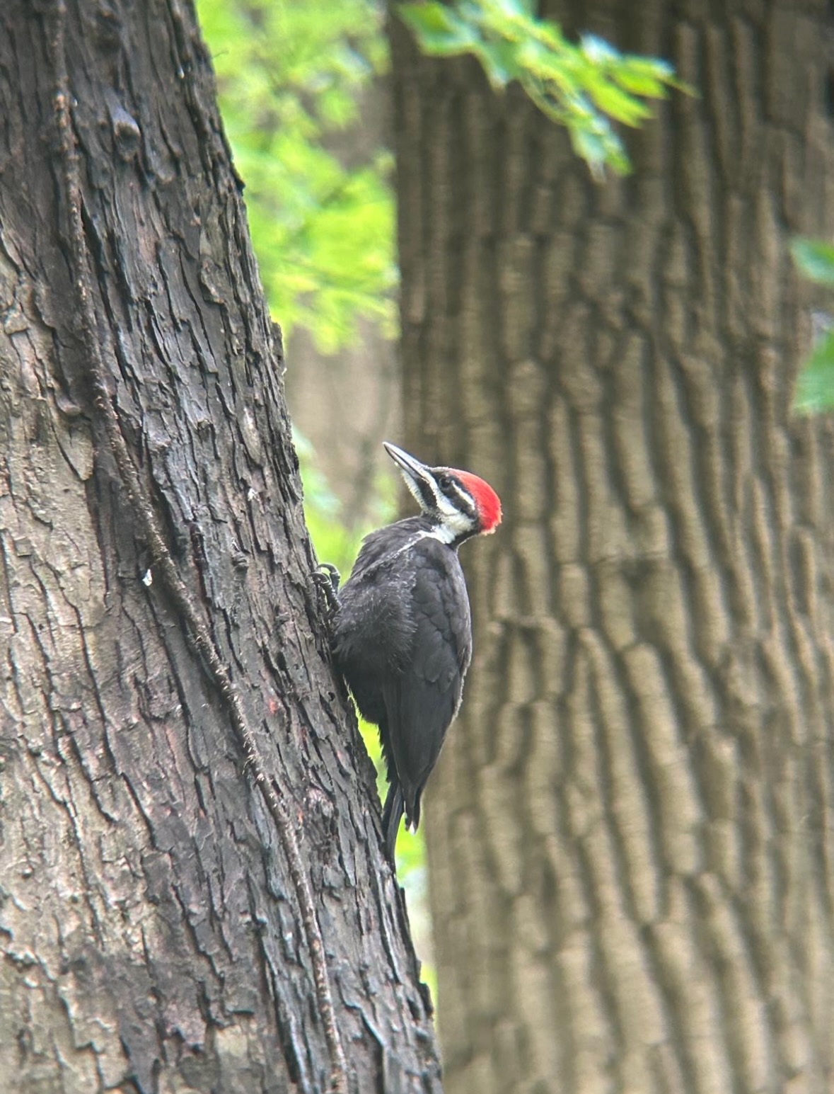 pileated woodpecker
