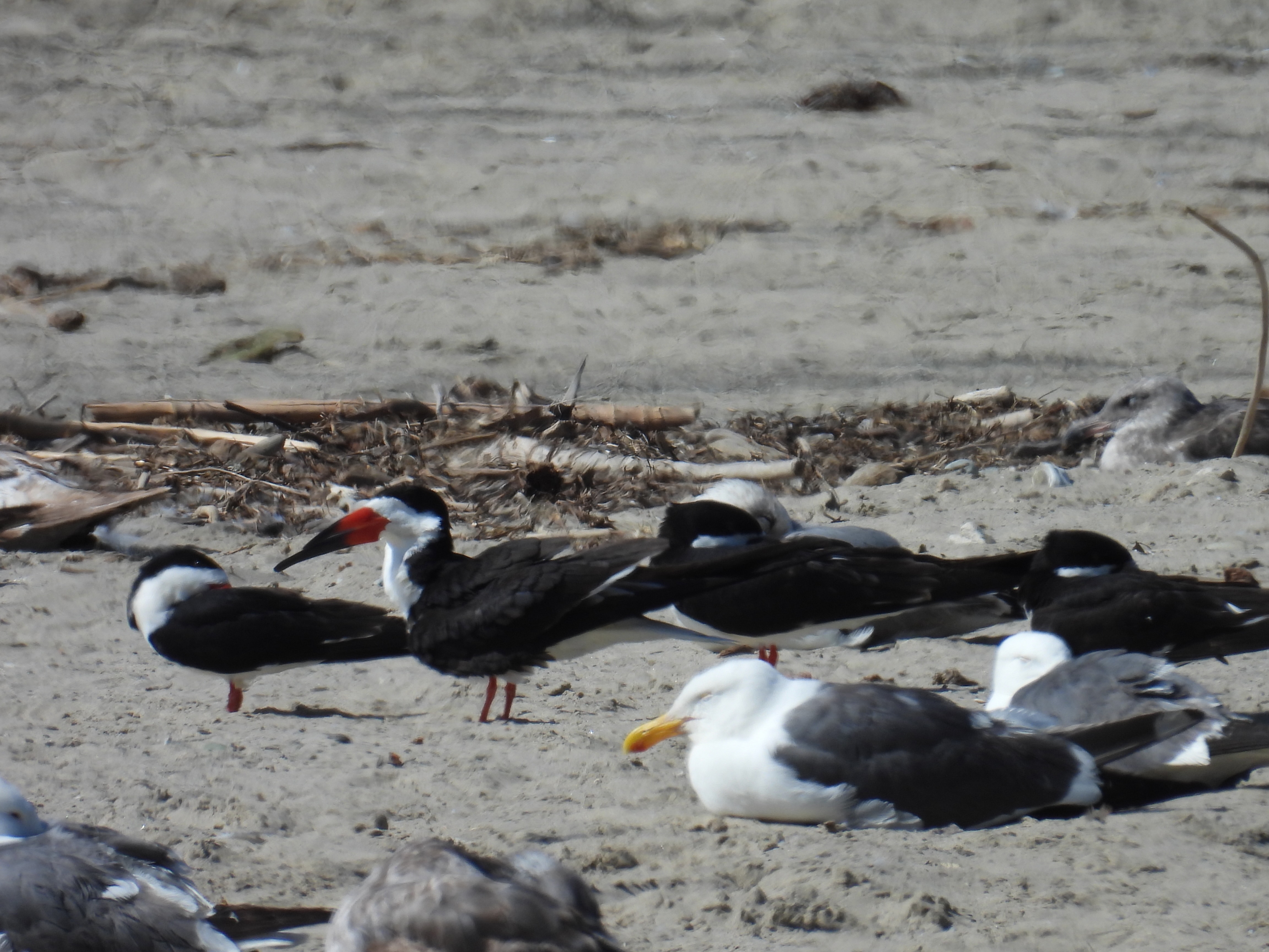 black skimmer