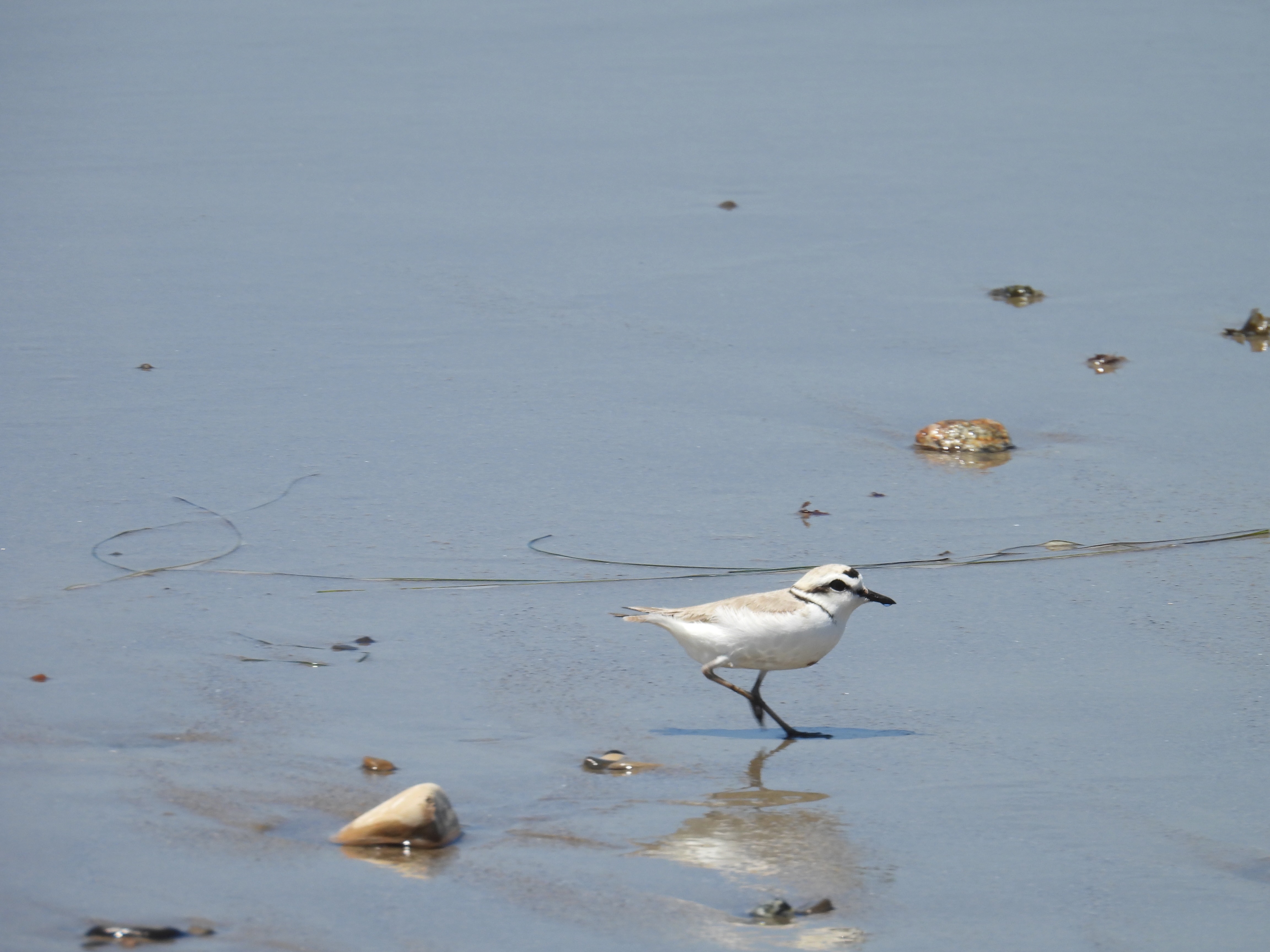 snowy plover