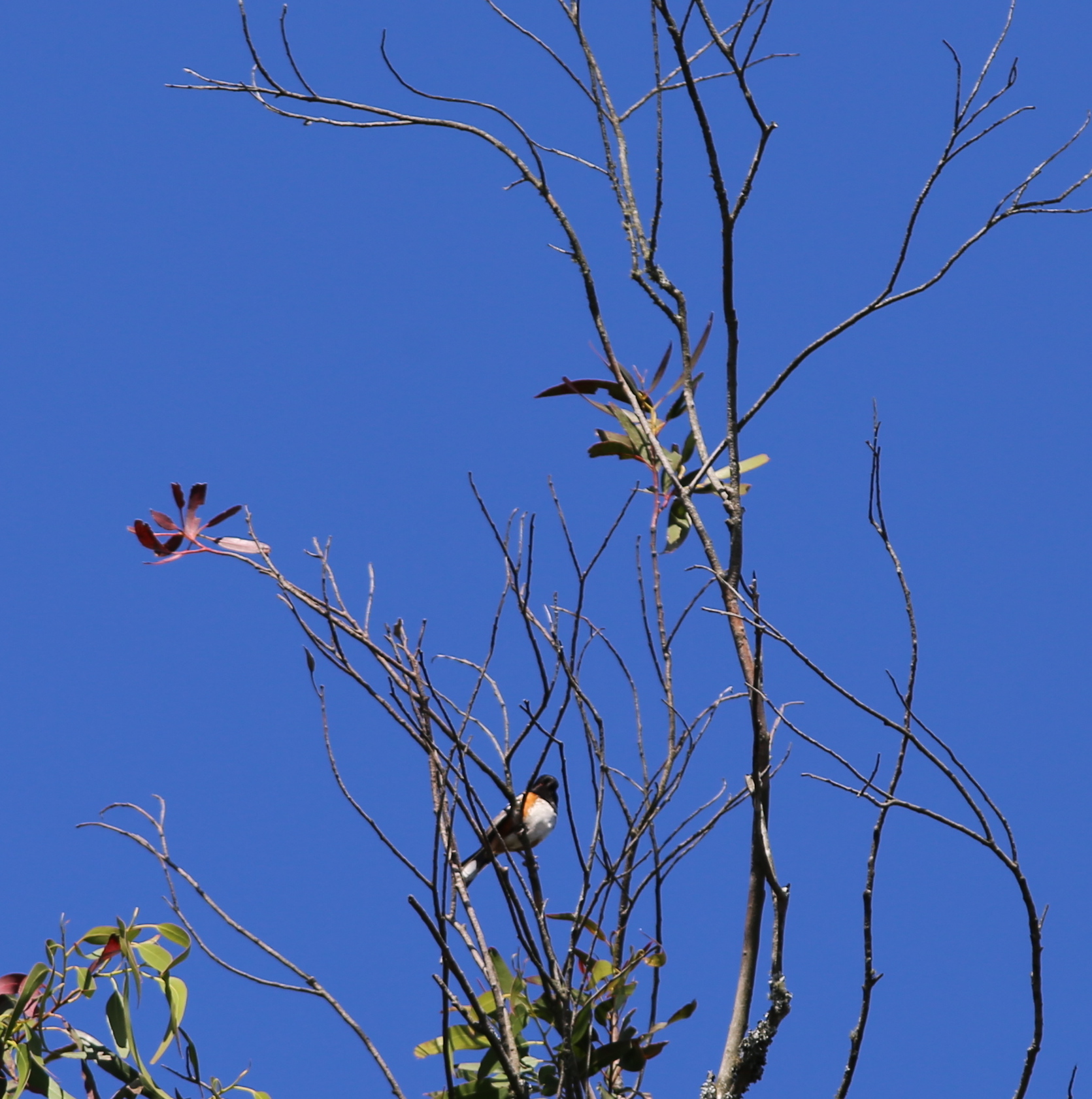 spotted towhee