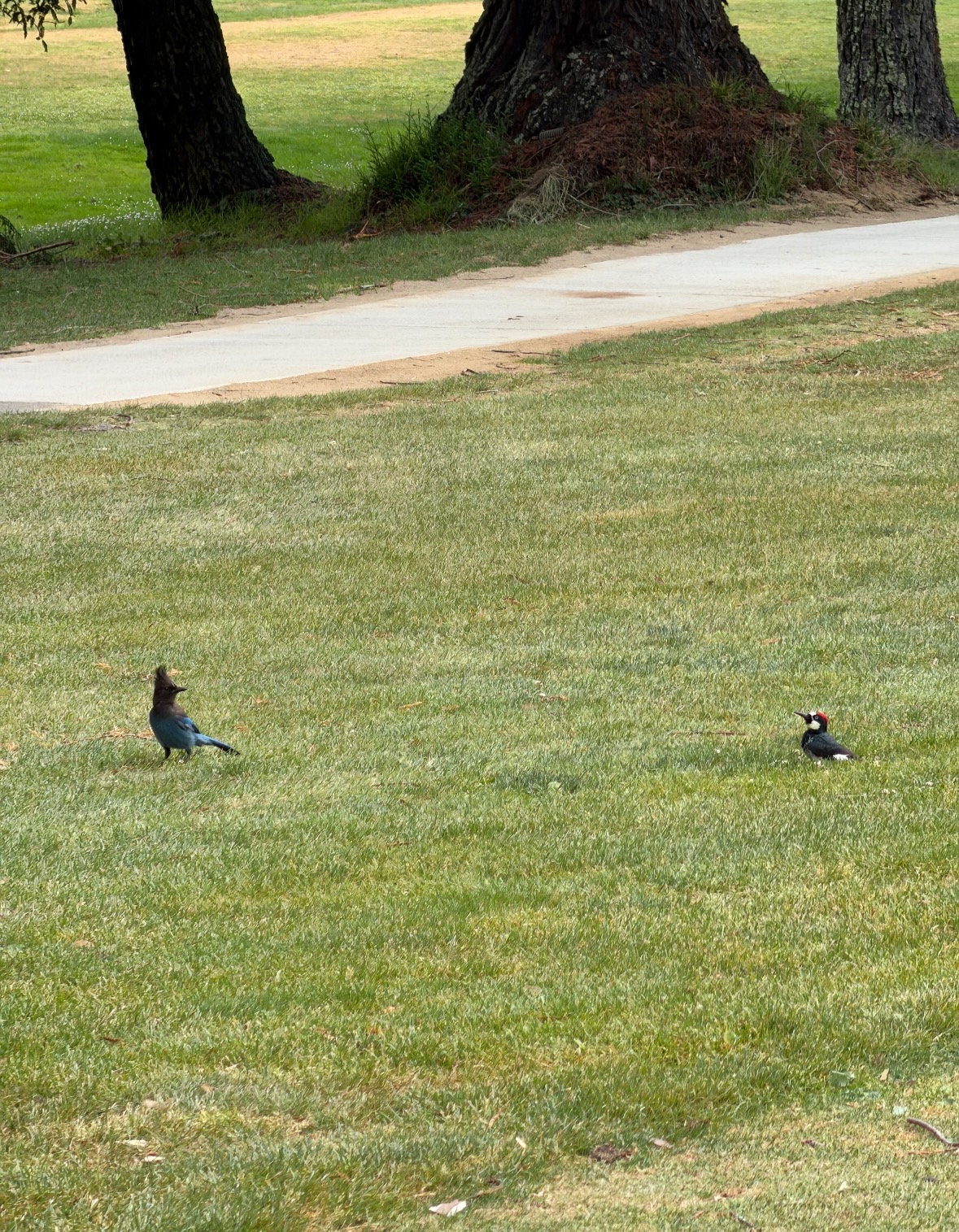 stellers jay and acorn woodpecker