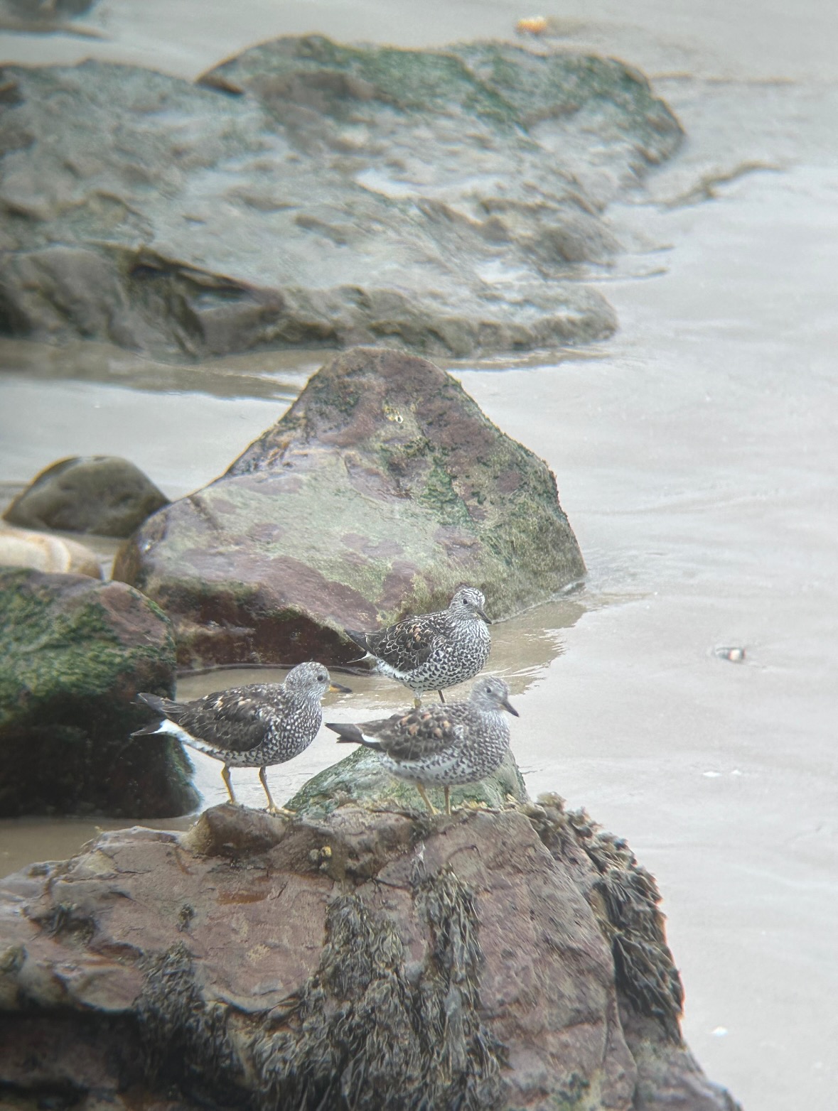 surfbird