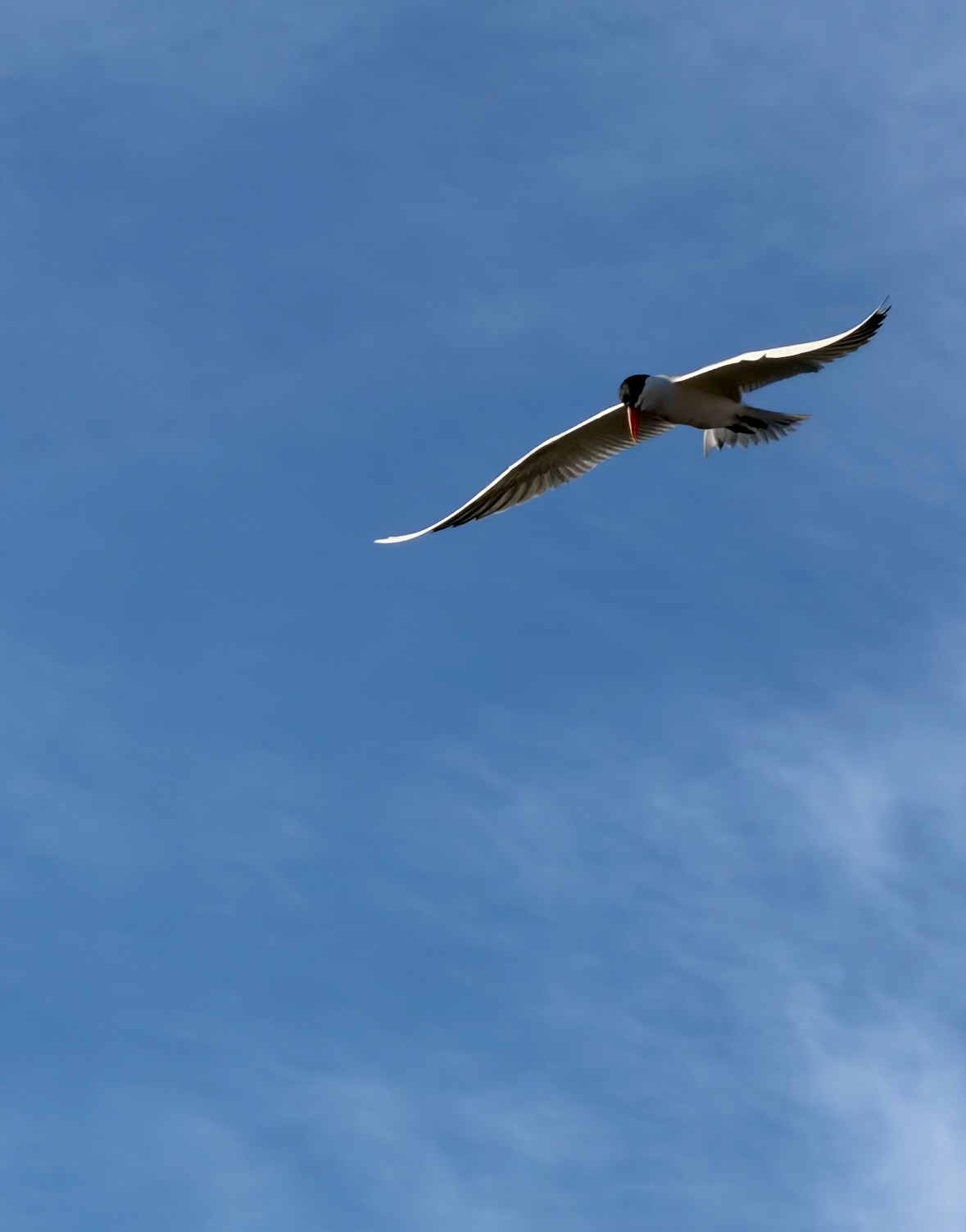 aspian tern