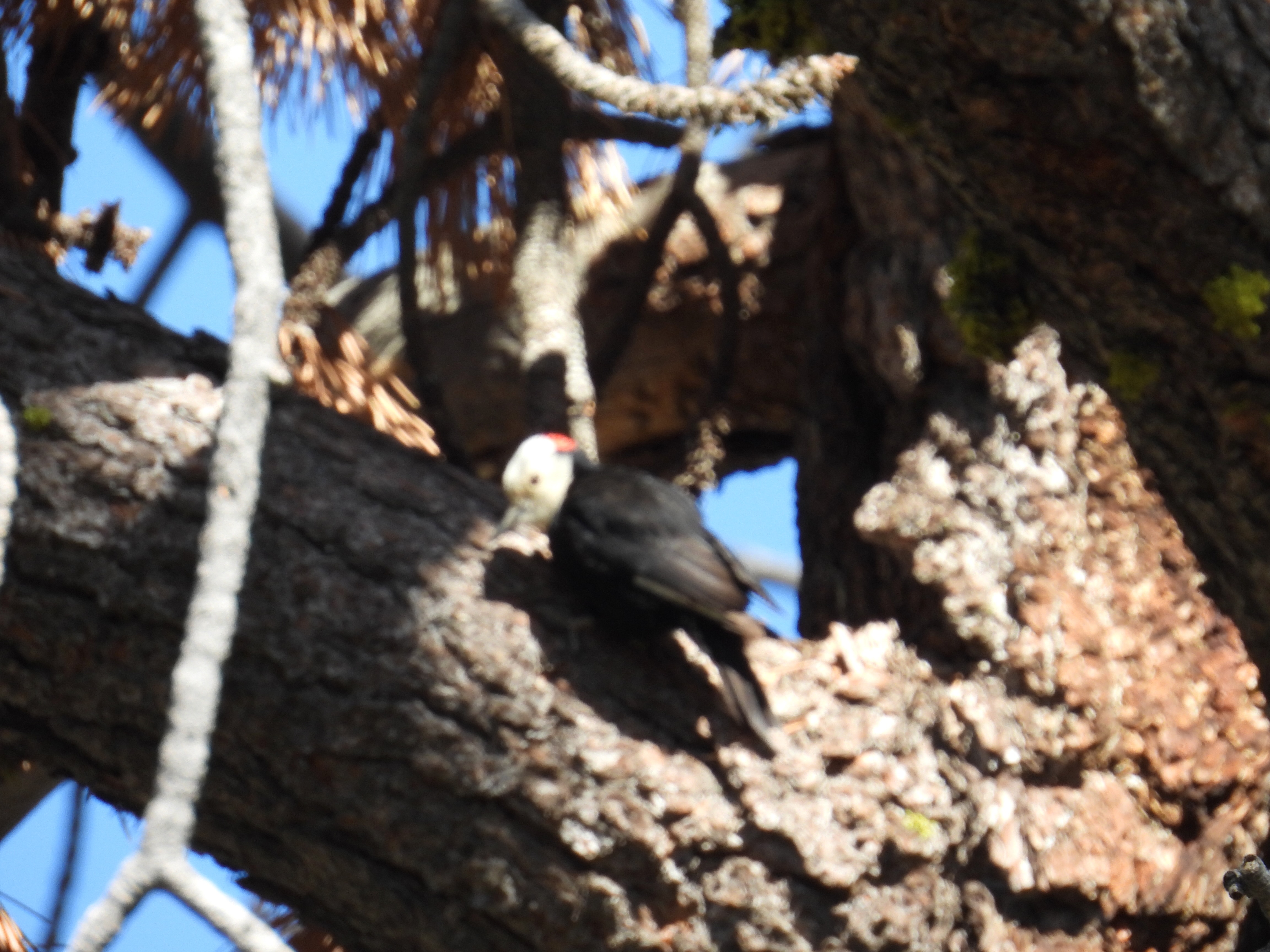 white-headed woodpecker