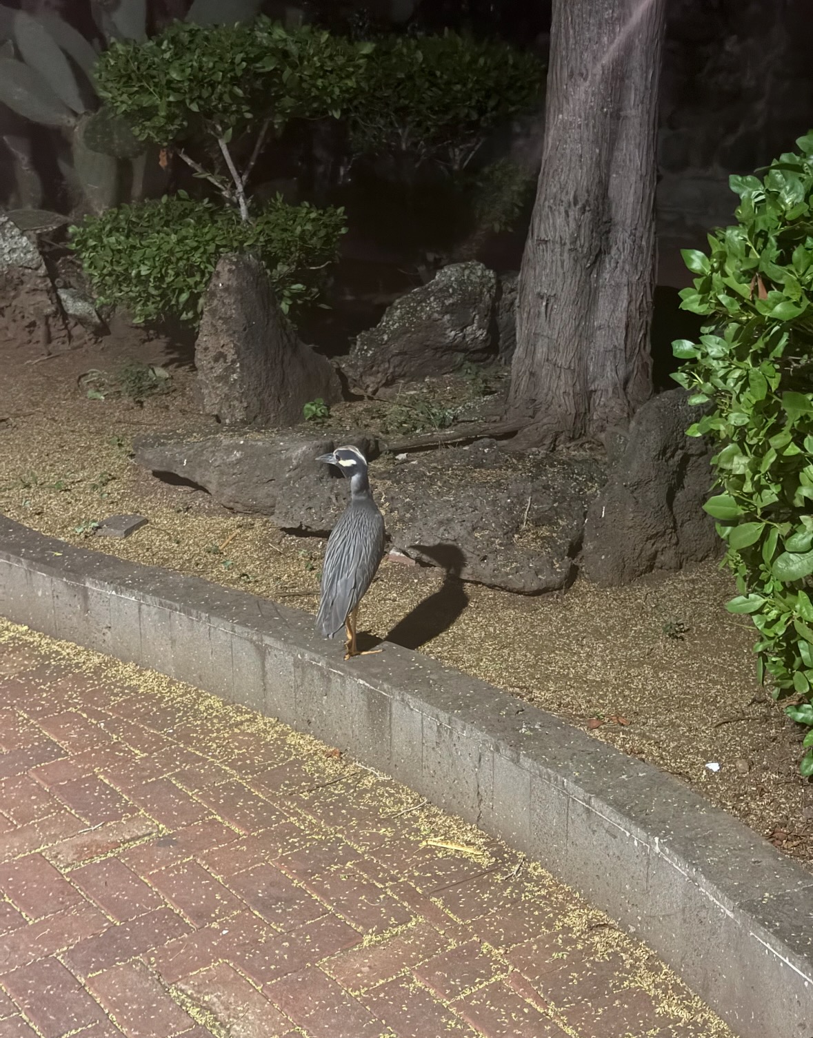 yellow-crowned night heron