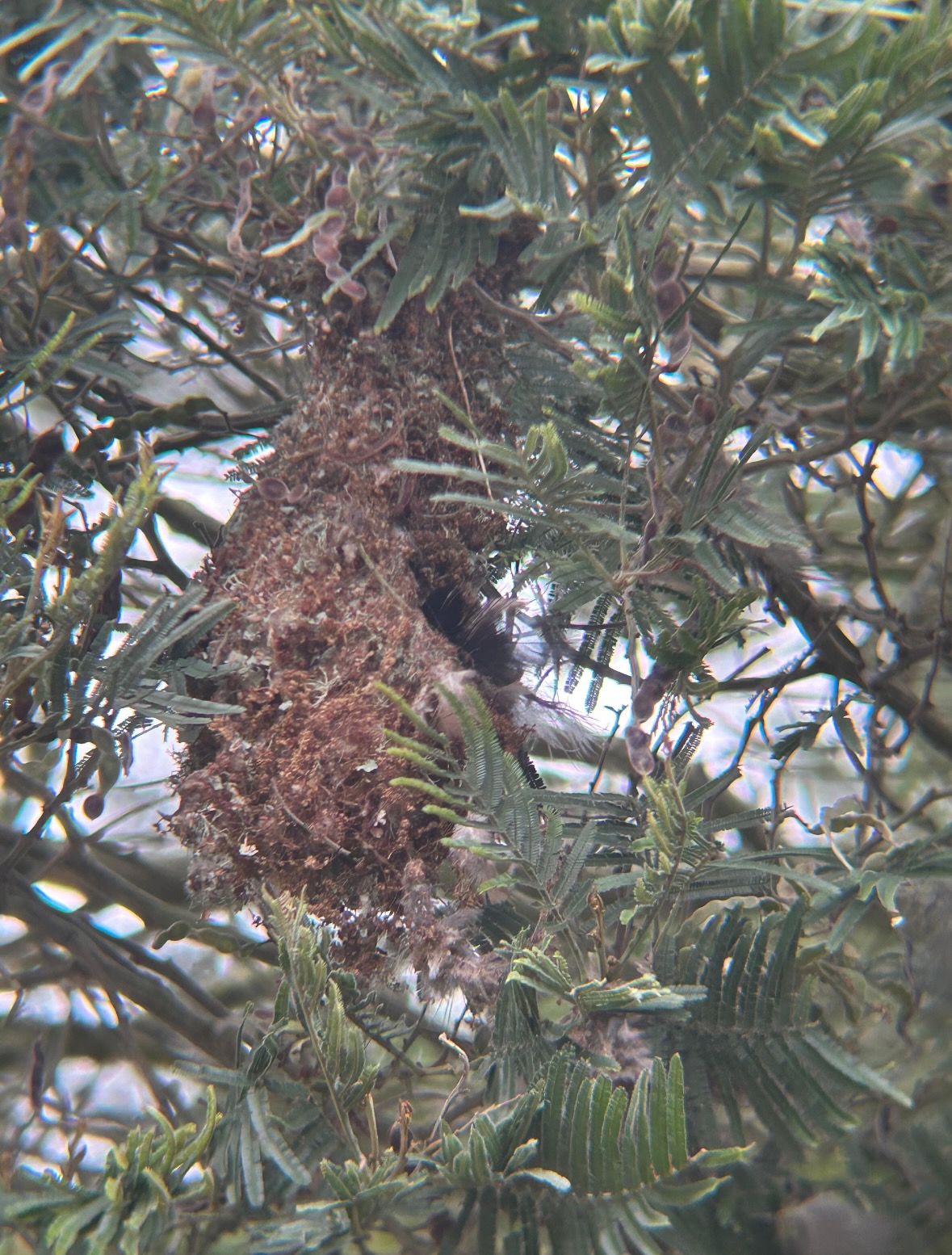 bushtit nest