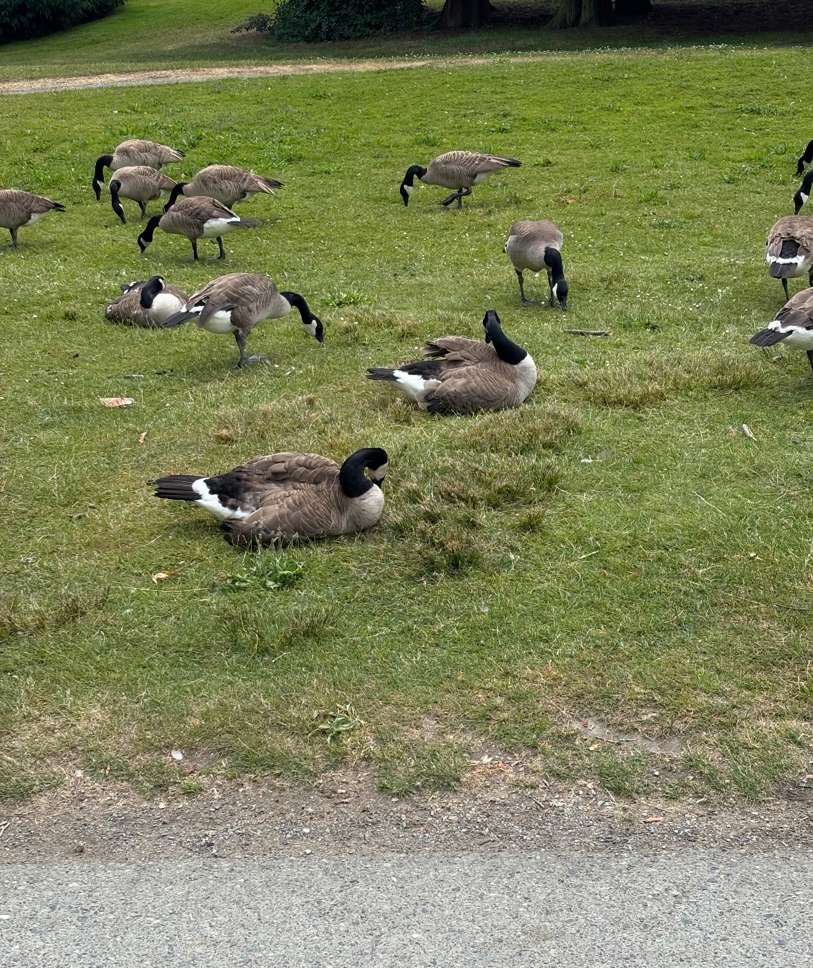 canada goose