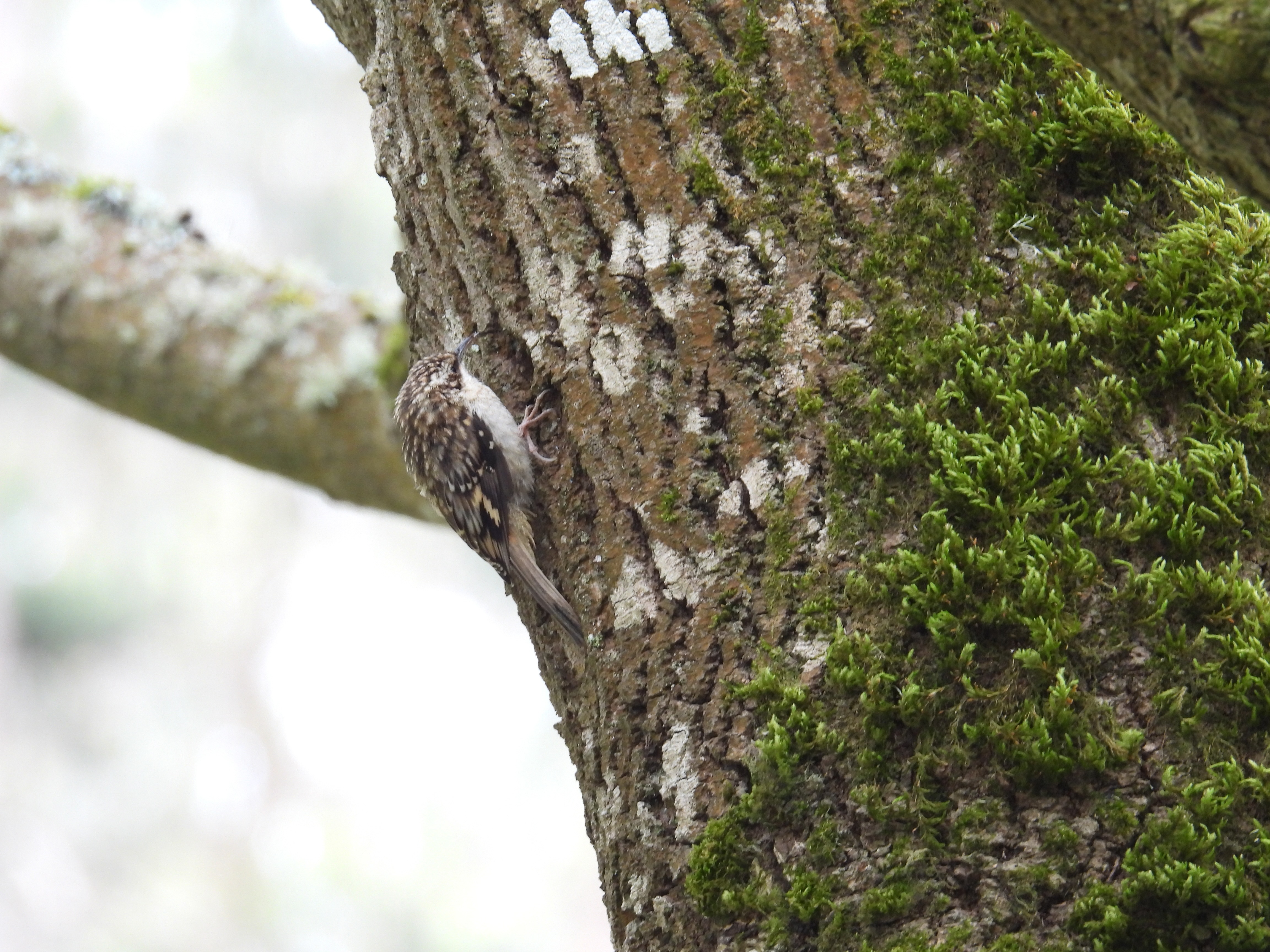brown creeper
