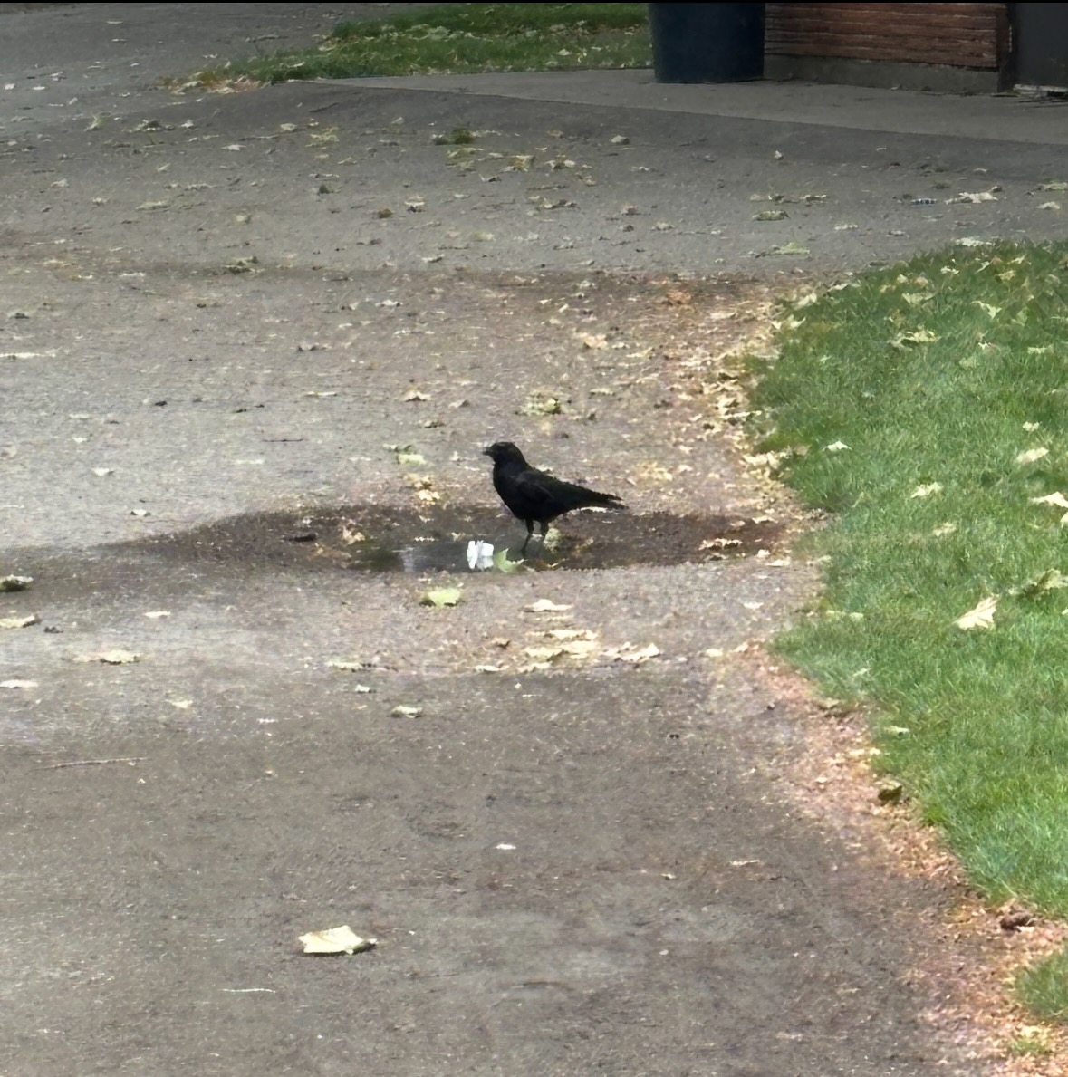 american crow