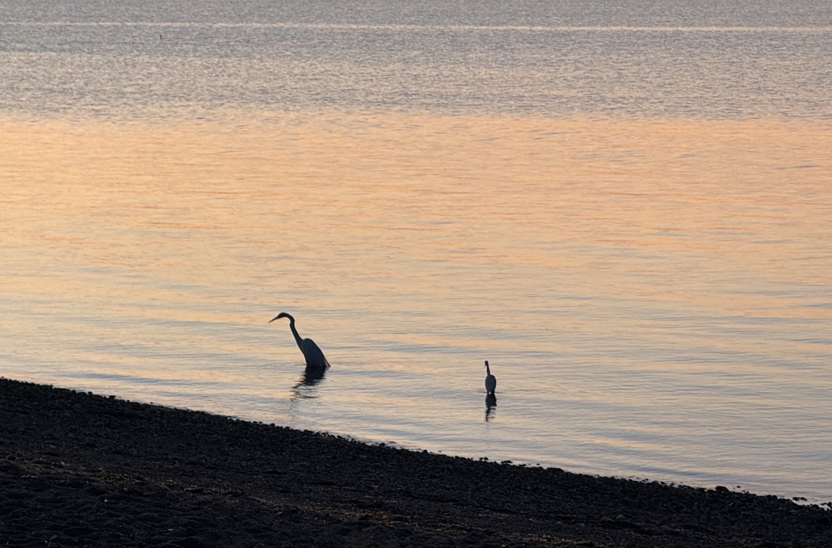 egrets