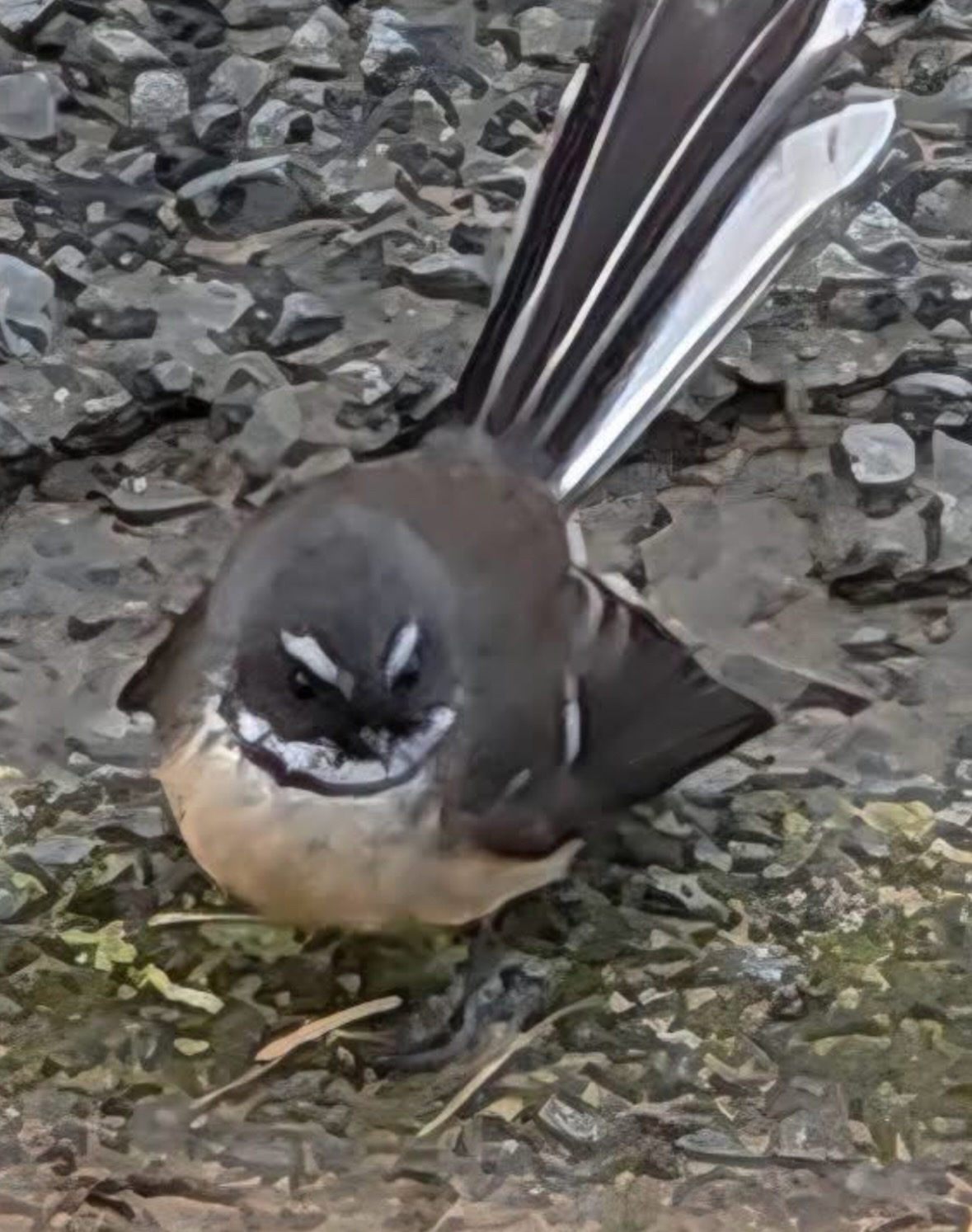 fantail